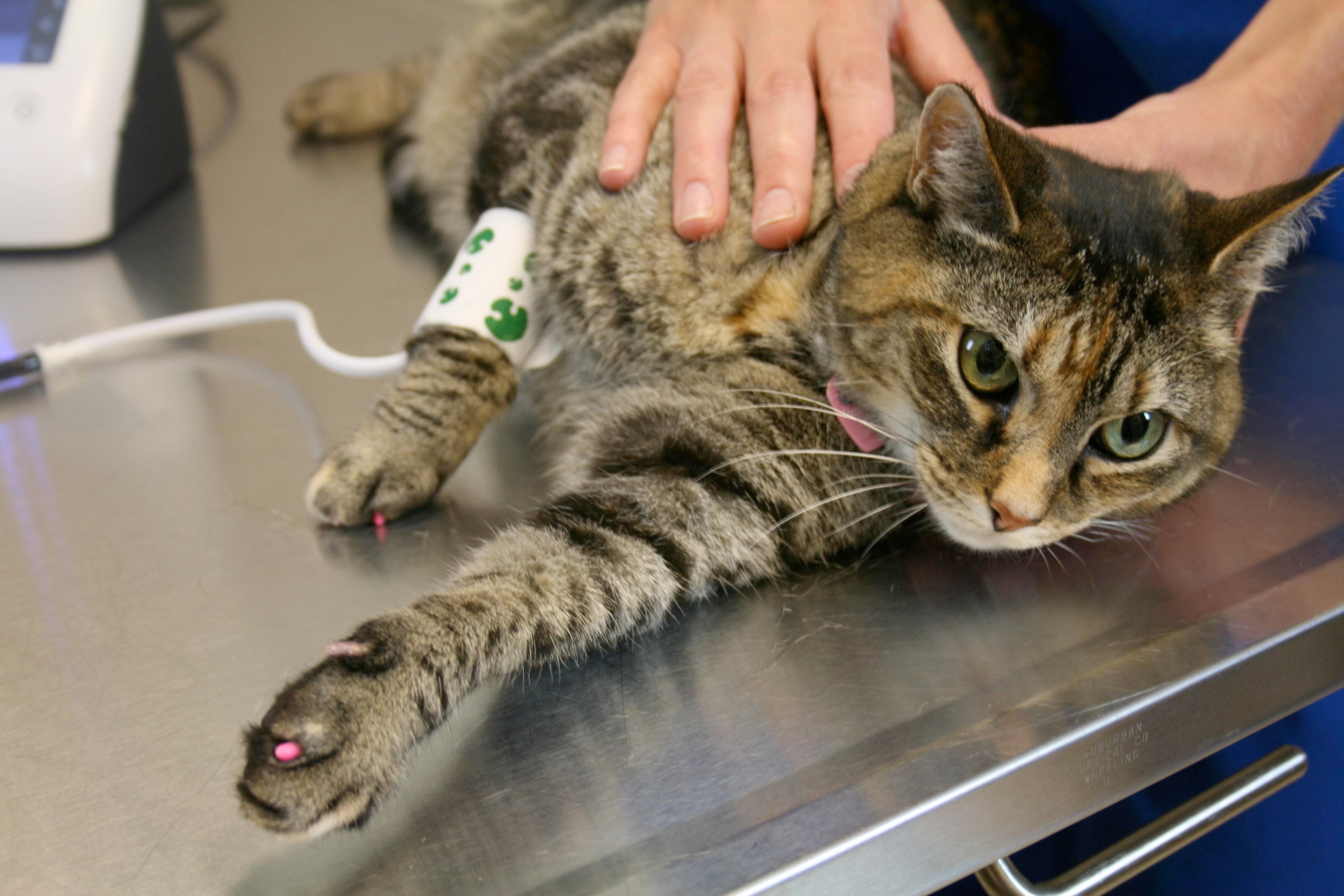 A tabby cat lying on an exam table with a concerned expression. A person is holding it while it gets its blood pressure taken through a white cuff with green paw prints wrapped around one of its front legs.