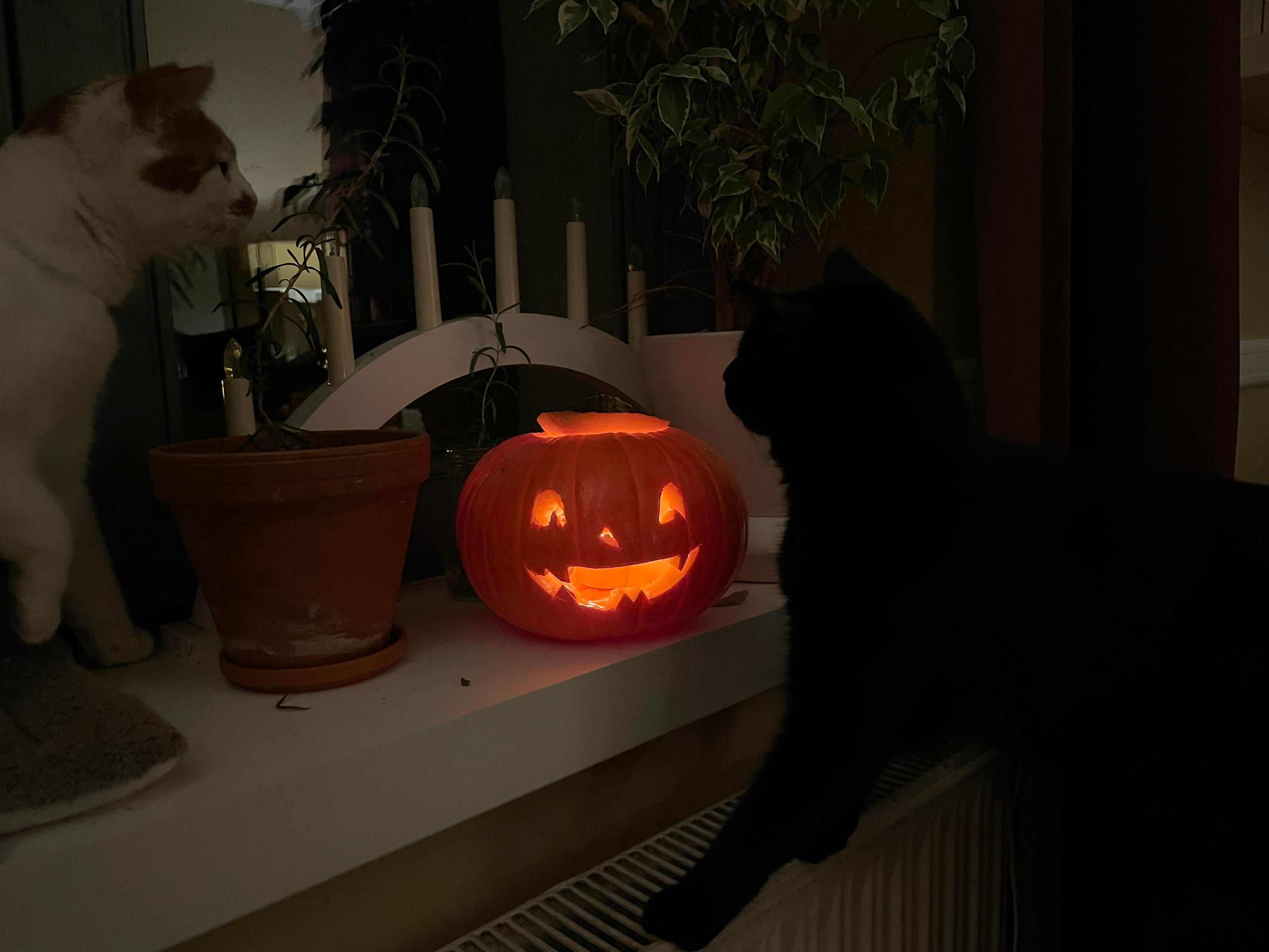 A small pumpkin with a smiling face carved into it, lit from the inside with a tea candle. On either side, a curious cat checking it out: one is black (Jiji), one white with orange patches (Peaches). 