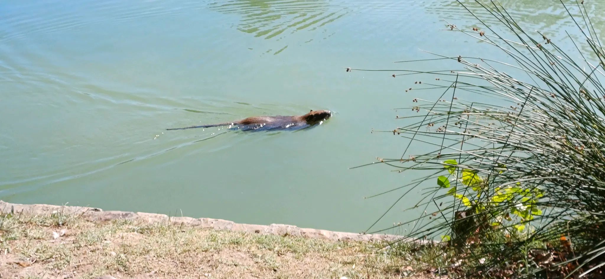 A coypu swimming in the river. Fun fact: I saw this coypu and couldn't take my phone fast enough for a pic, so I went further downstream and waited for it to pass to take this photo.