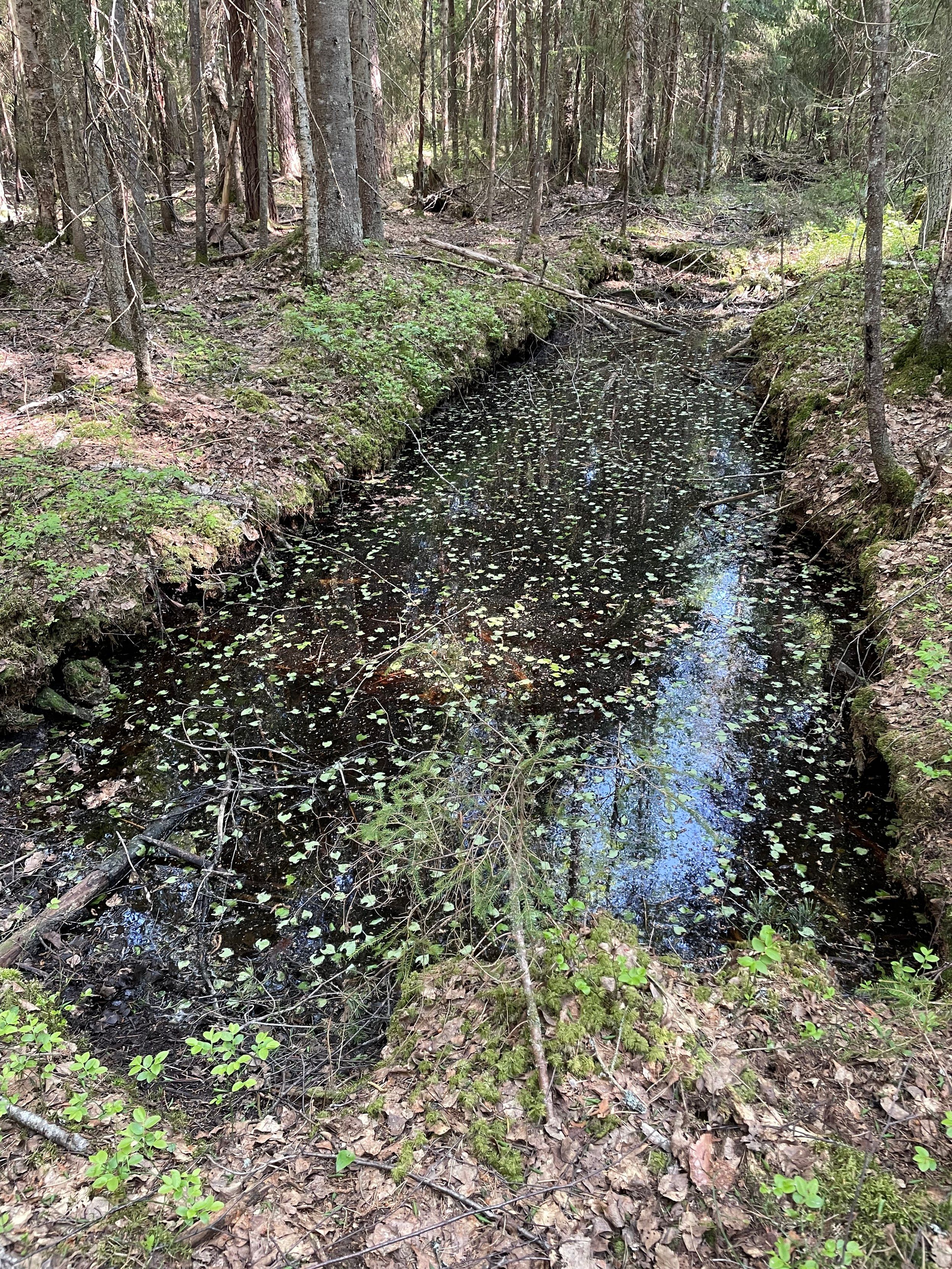 Mustavetinen suorakaiteen muotoinen vesikuoppa varjoisassa metsässä.