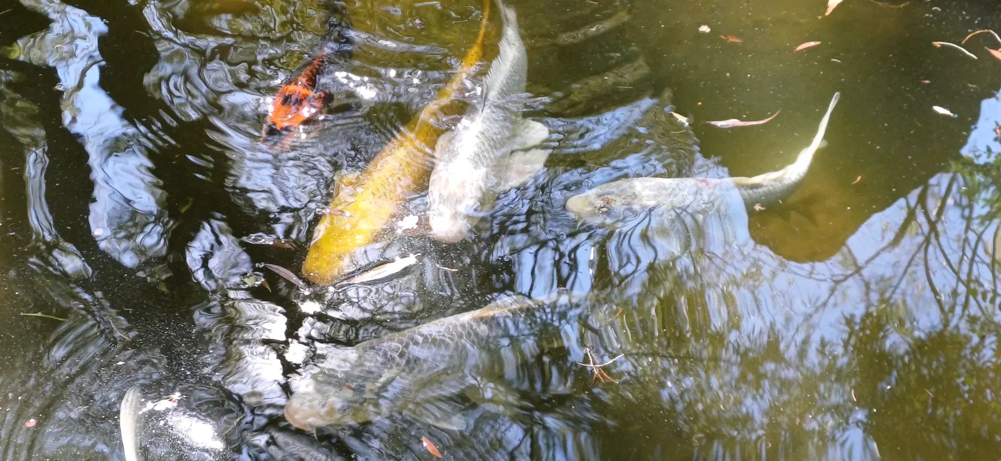 Fishes, they're swimming.