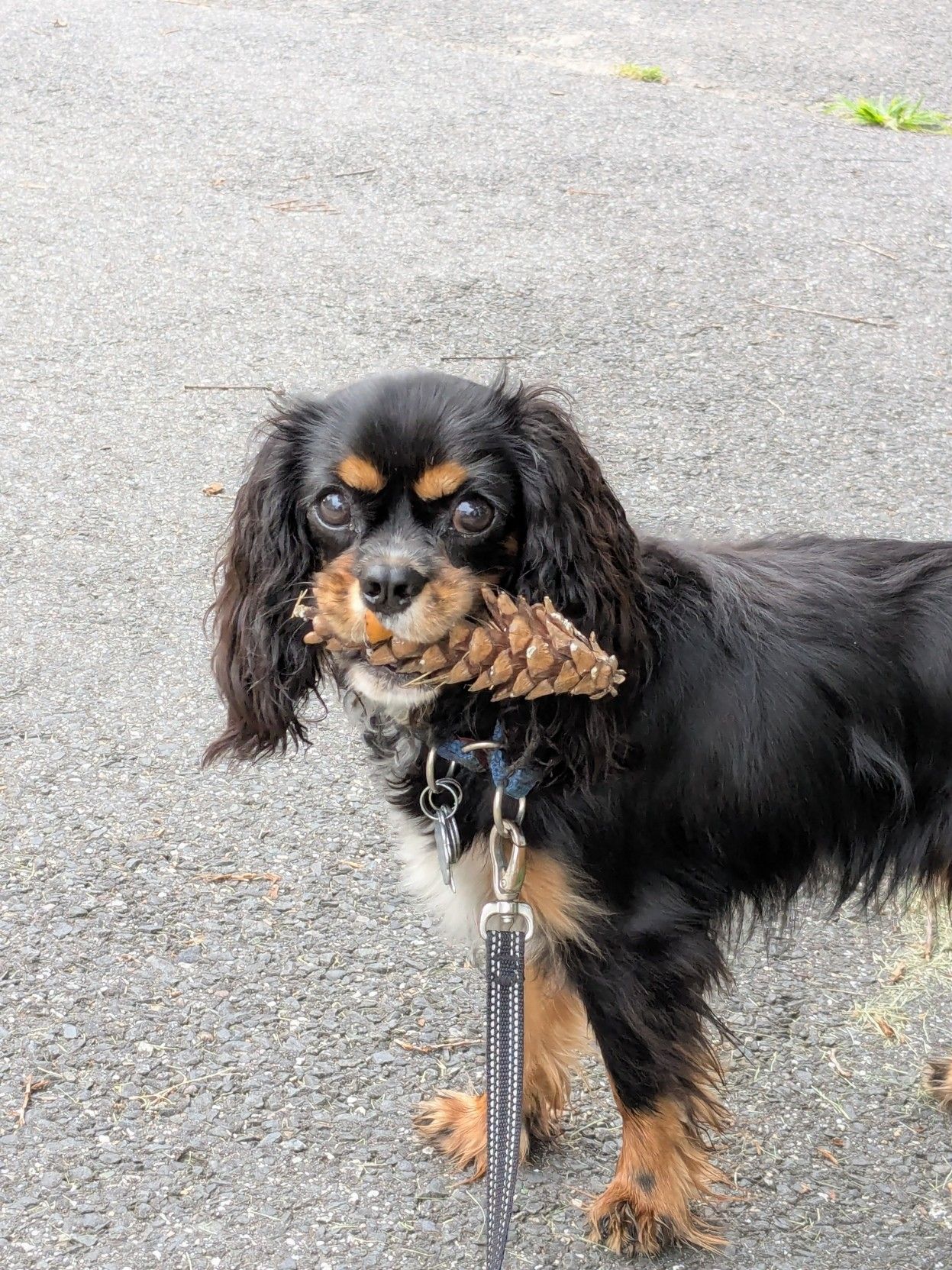 A black and tan cavalier king Charles spaniel holding a pinecone in its mouth