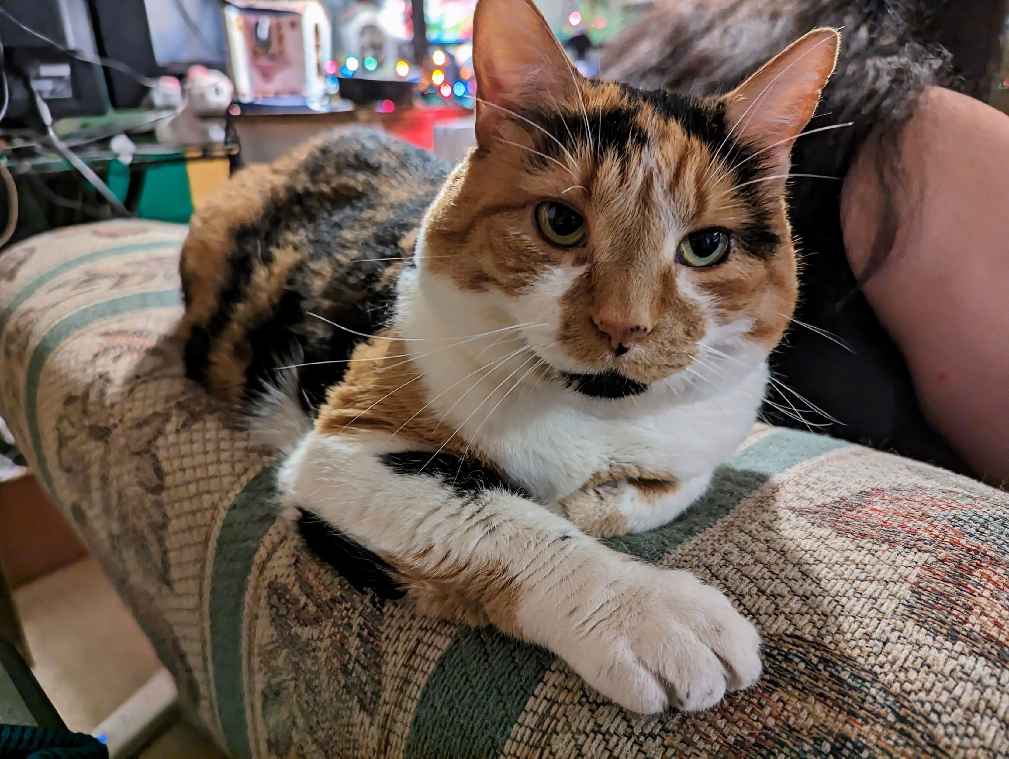 Calico cat loafing on a couch armrest, her front arm and paw resting out from the rest of the loaf. Ears are perked up, and eyes are focused on the photographer. 
