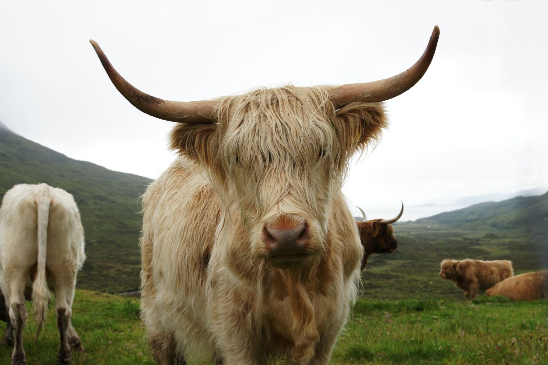 Hochlandrind mit hellen Fell (gilt als "white", ist aber eher so cremefarben-gelblich). Es guckt direkt in die Kamera. Augen sind, wie es sich gehört, natürlich von den langen Haaren quasi verdeckt. Typisch geformte Hörner, das Tier ist aber noch relativ jung, sie sind also noch nicht extrem lang. Ein Horn etwa so lang wie der Kopf inkl. Ohren breit ist. 

Im Hintergrund noch ein paar andere Hochlandrinder, verschiedene Fellfarben (red, dun, white), und eine typische Schottische Landschaft. Mit Hochnebenl. 