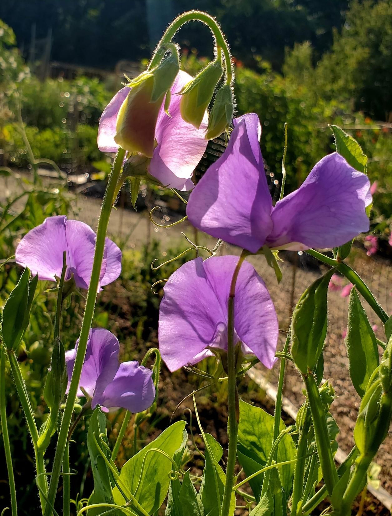 Close-up of purple sugar snap pea flowers, showing the delicate petals & curved stems backlit by the sun, with gardens in the background.