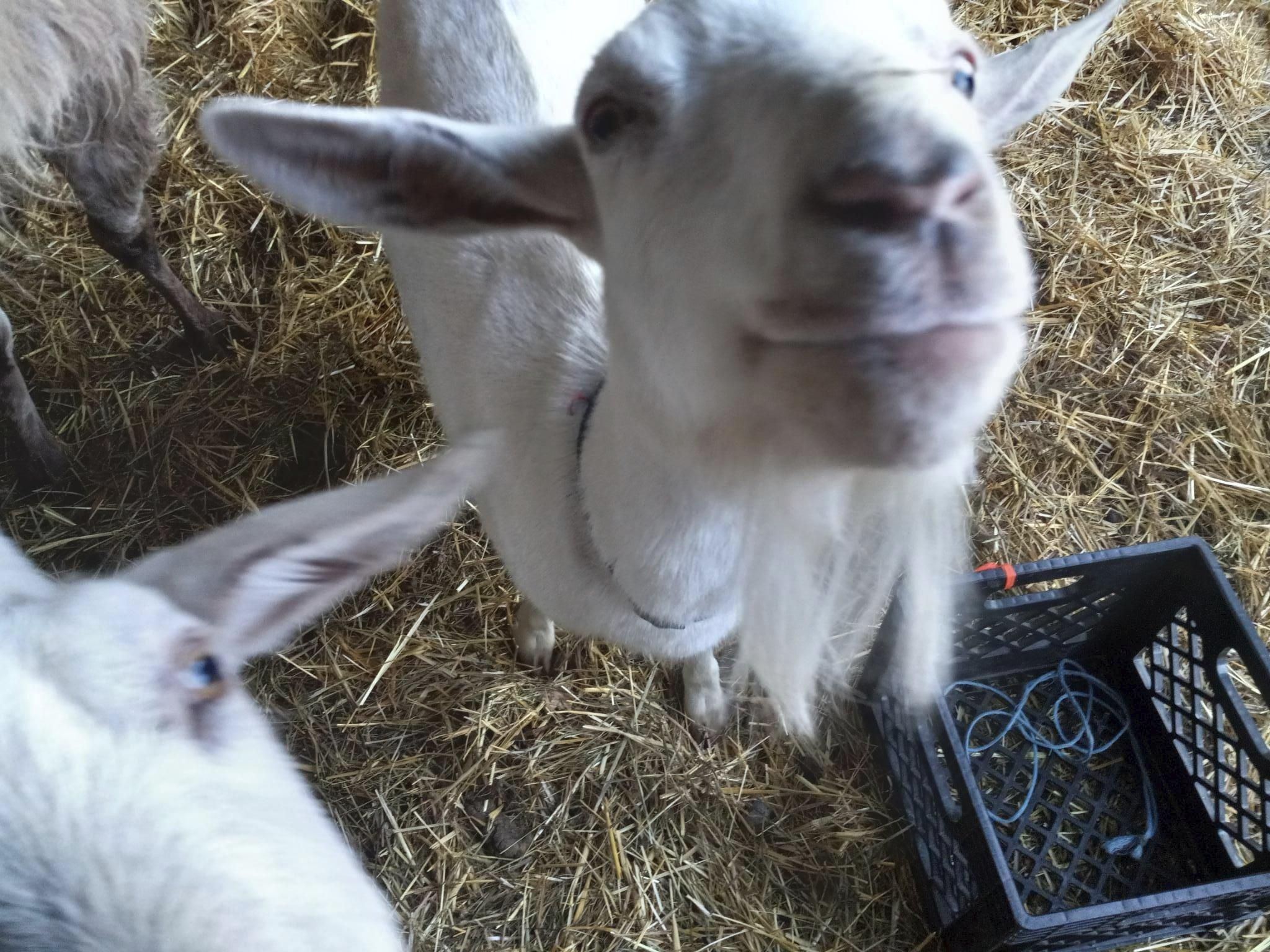 A white goat sticking her nose right into the camera, again hoping for treats.  Another white goat face is partially visible next to her, also looking for treats.  The empty black milk crate sitting on the ground next to them strongly suggests they already ate all the treats.