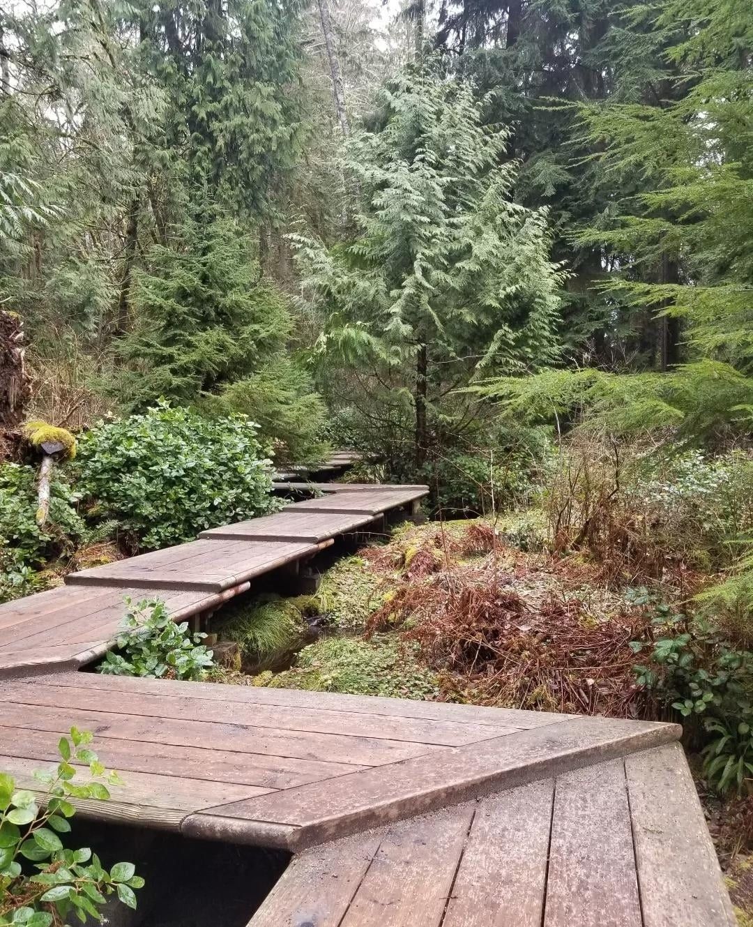 The Moss Garden at Bloedel Reserve, designed by Richard Haag. An angular, stepped boardwalk levitates above a mossy, wet shrubland and disappears into an evergreen woodland in the distance.