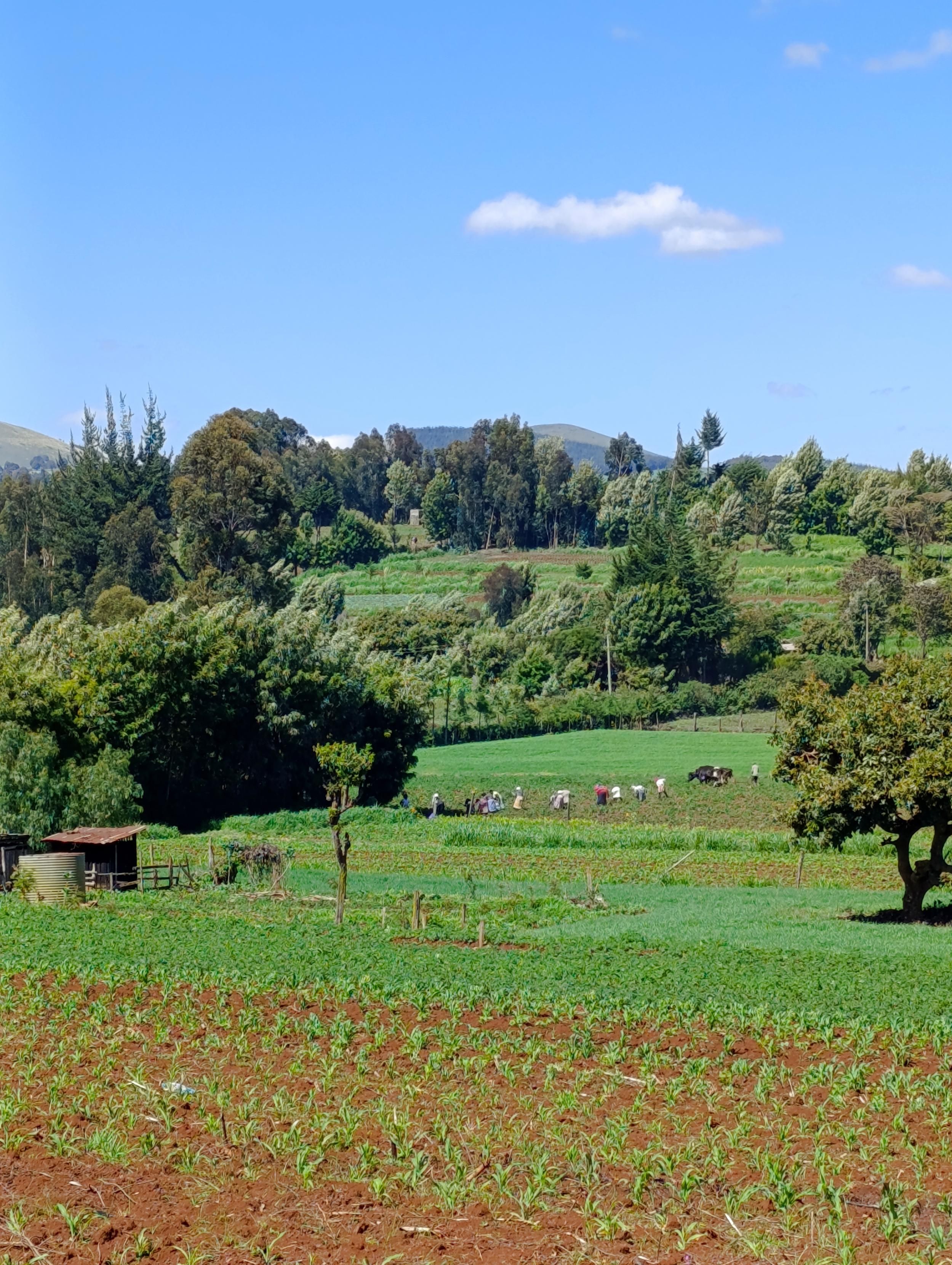 People and oxen plough weeding on the farm, with exotic trees in the background.