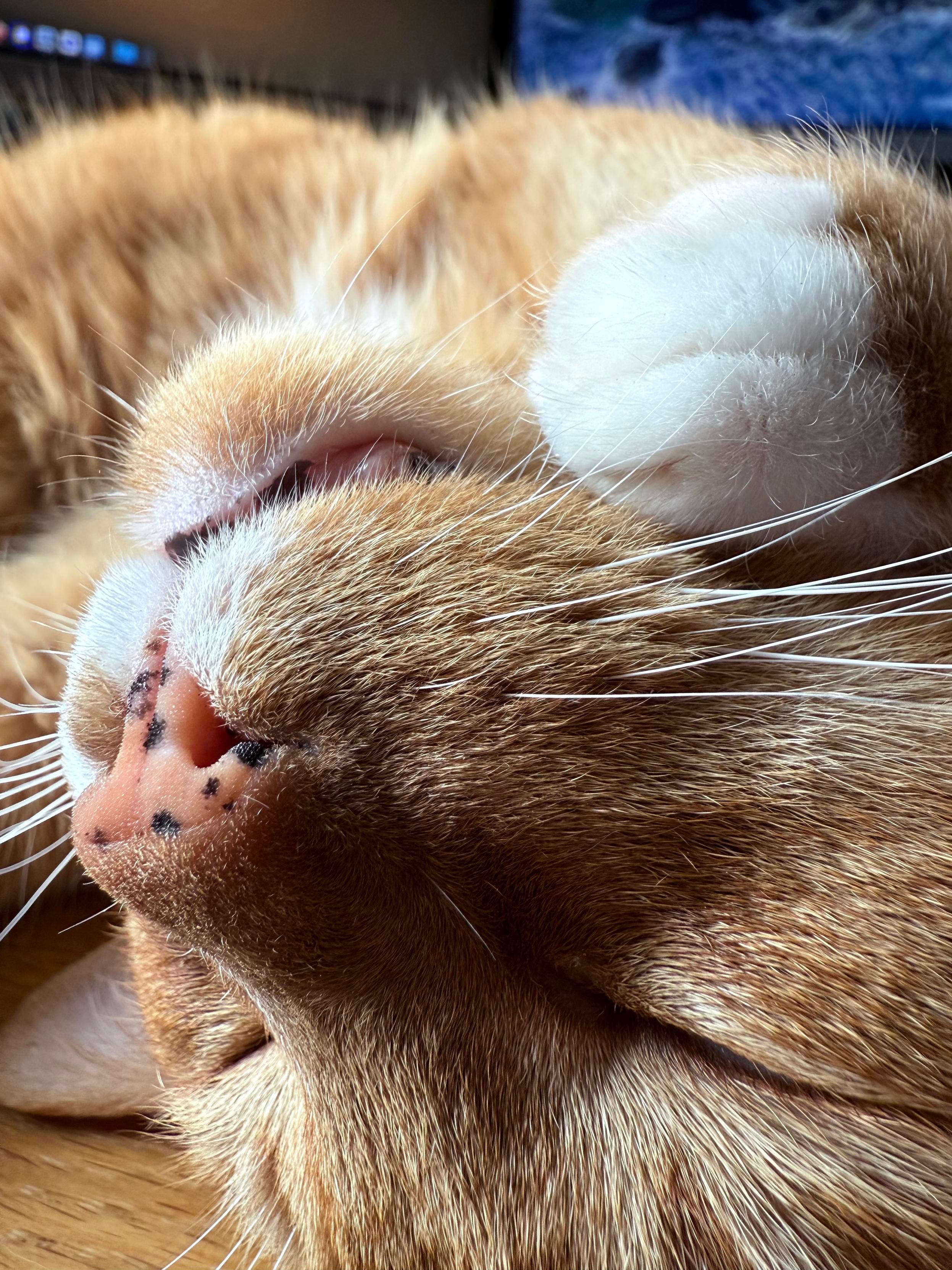 A ginger cat close up, upside down with his eyes shut. He has white socks.