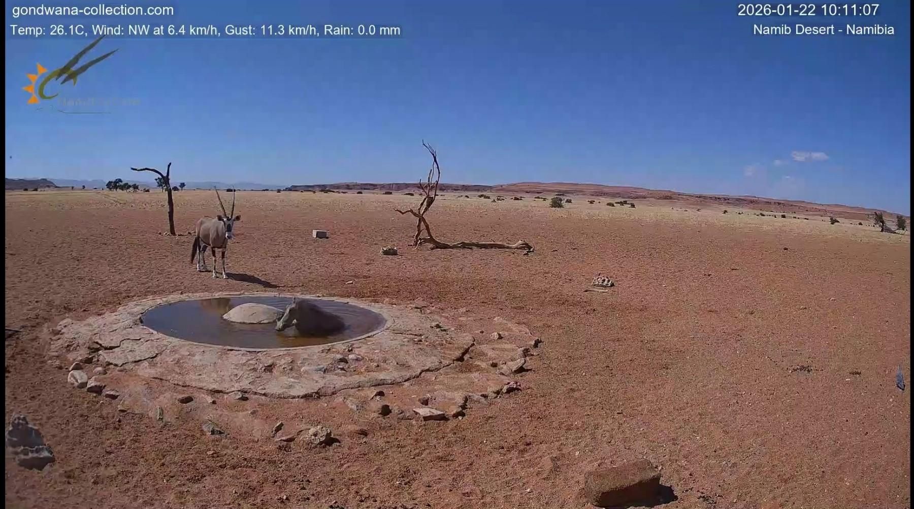 Facocero sdraiato nella pozza e orice indeciso se bere o mantenere la dignità ma crepare per disidratazione