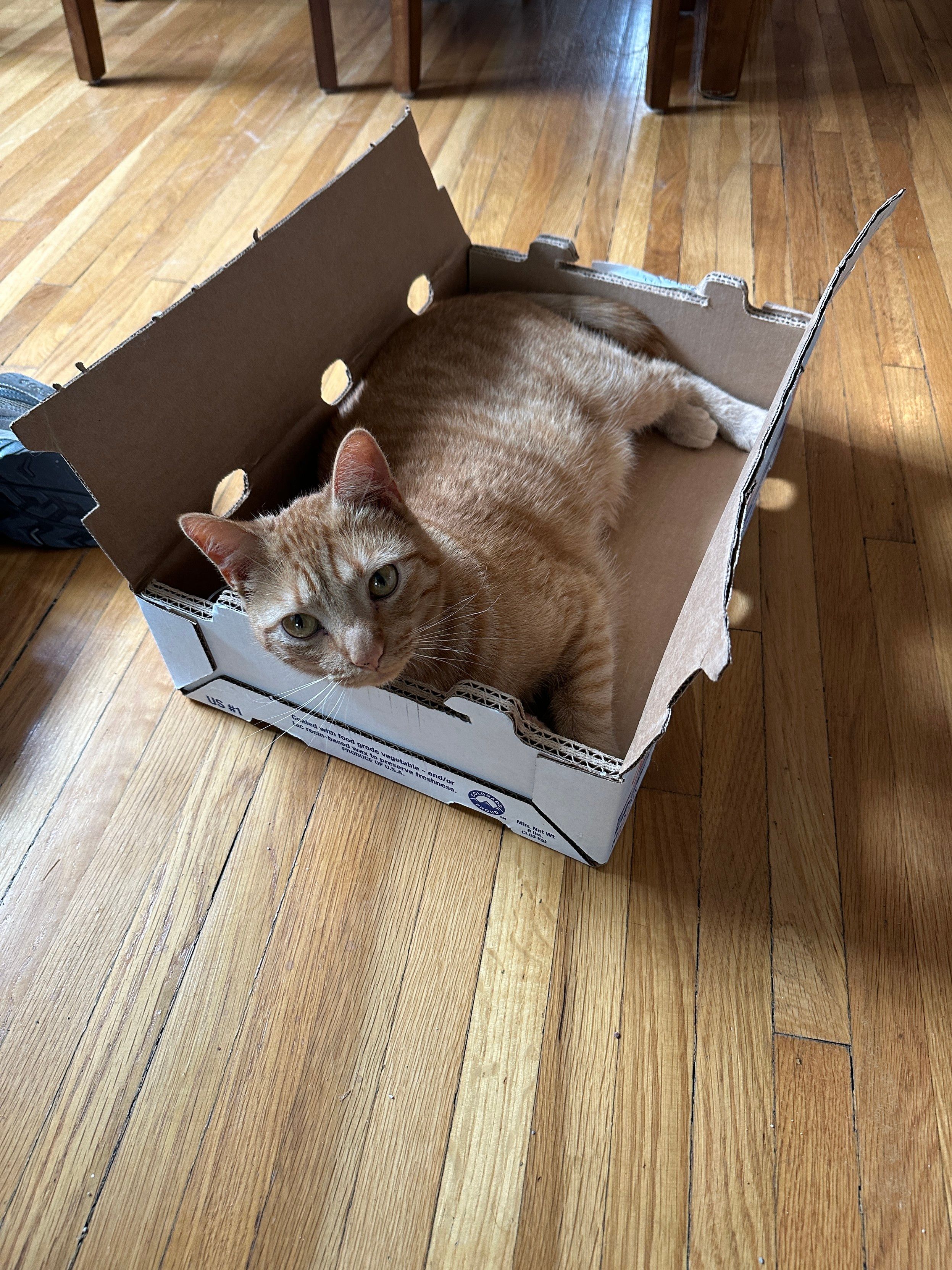 an orange cat luxuriates in a flat box, used for shipping peaches, sitting open on a hardwood floor