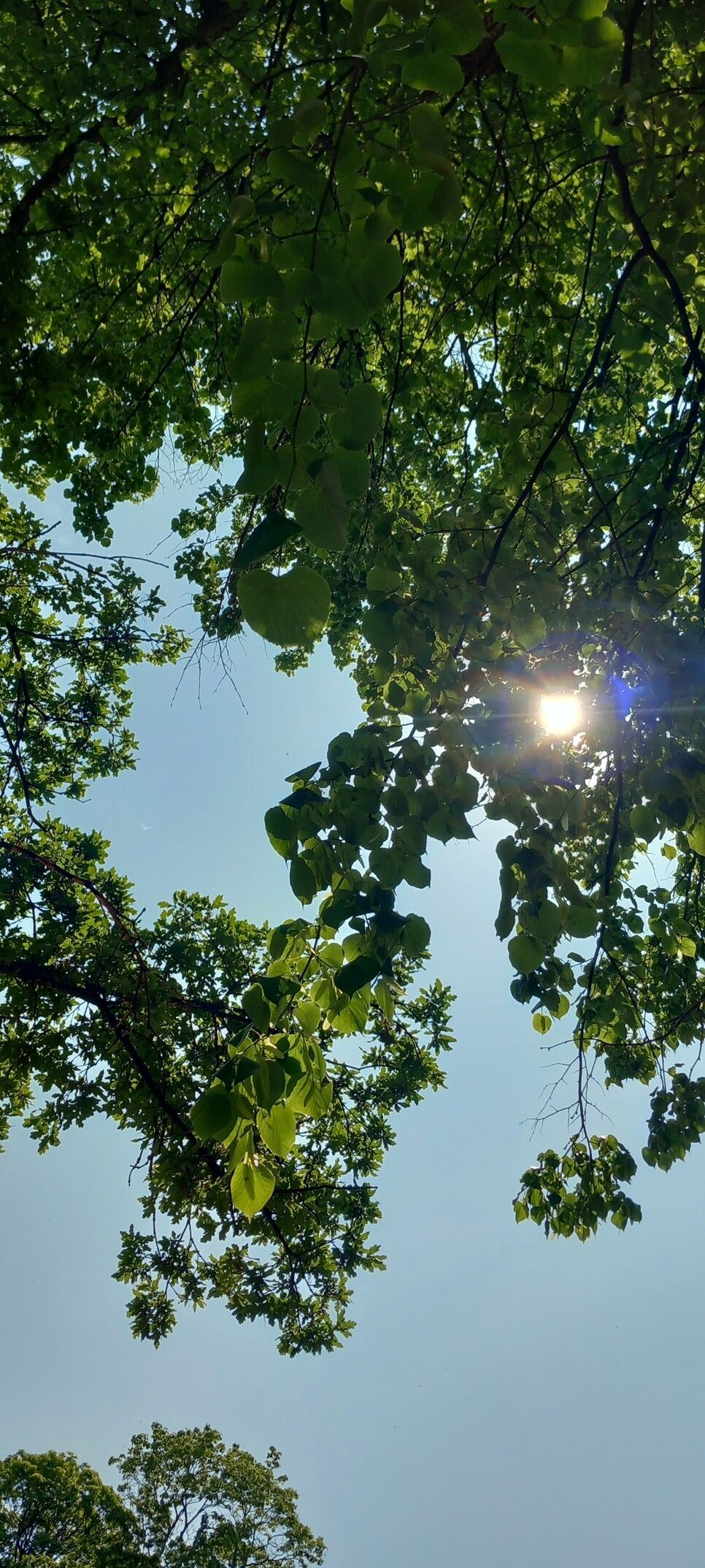 Sun behind leaves. Summer. Finland.