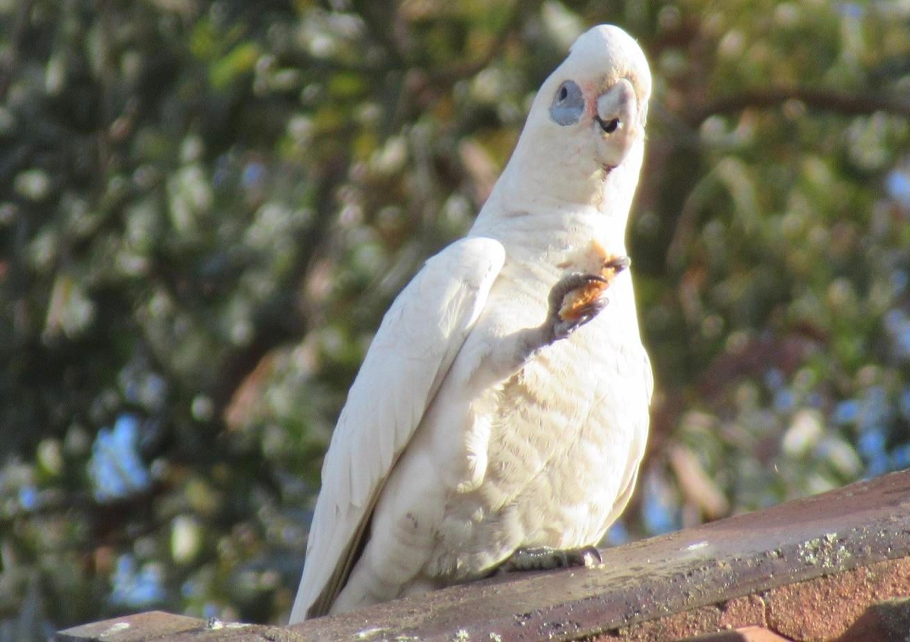 A mostly white bird on a roof using their claw to stick food in their mouth 