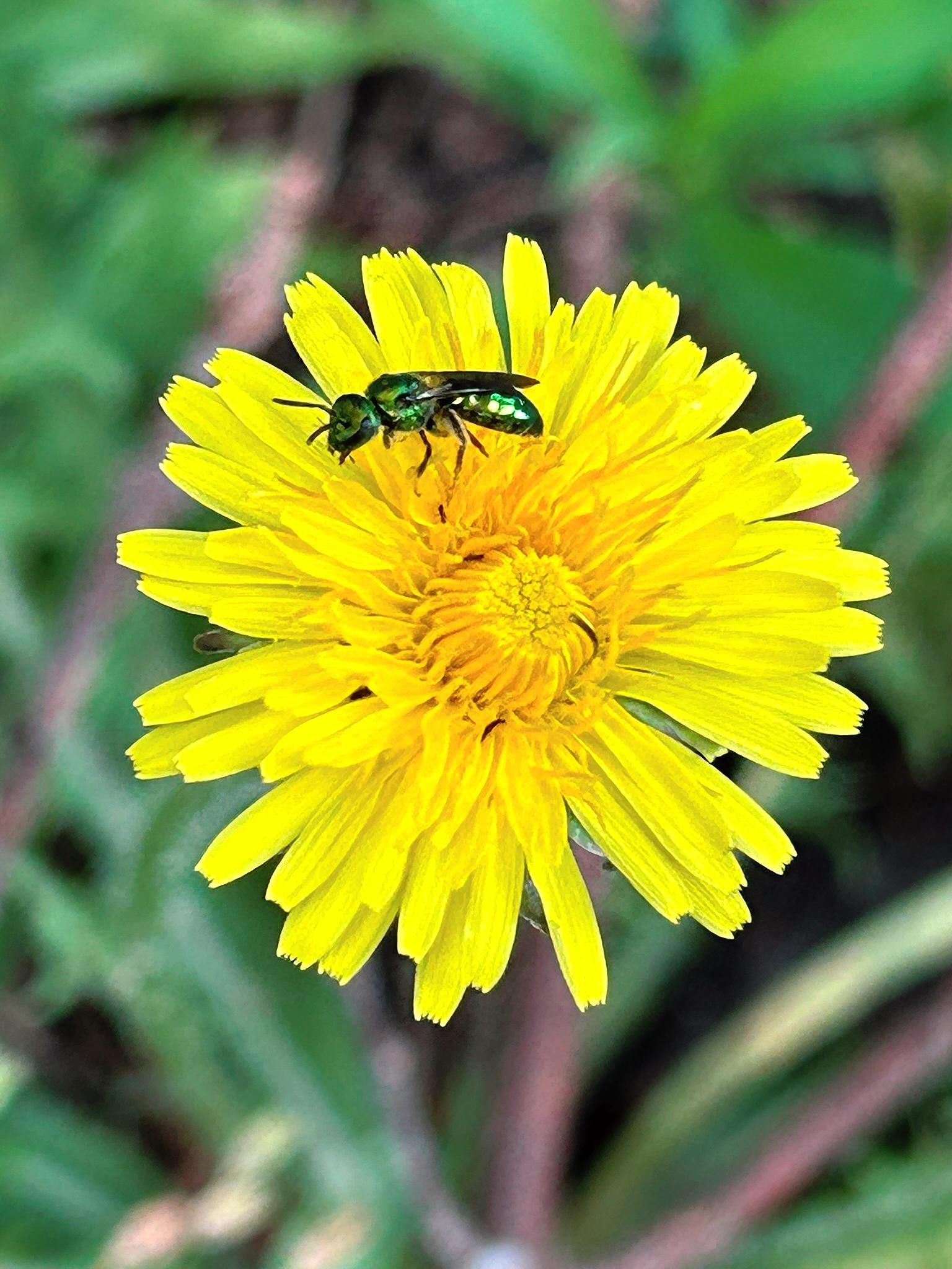A lovely little shiny metallic green bee on a dandelion flower.