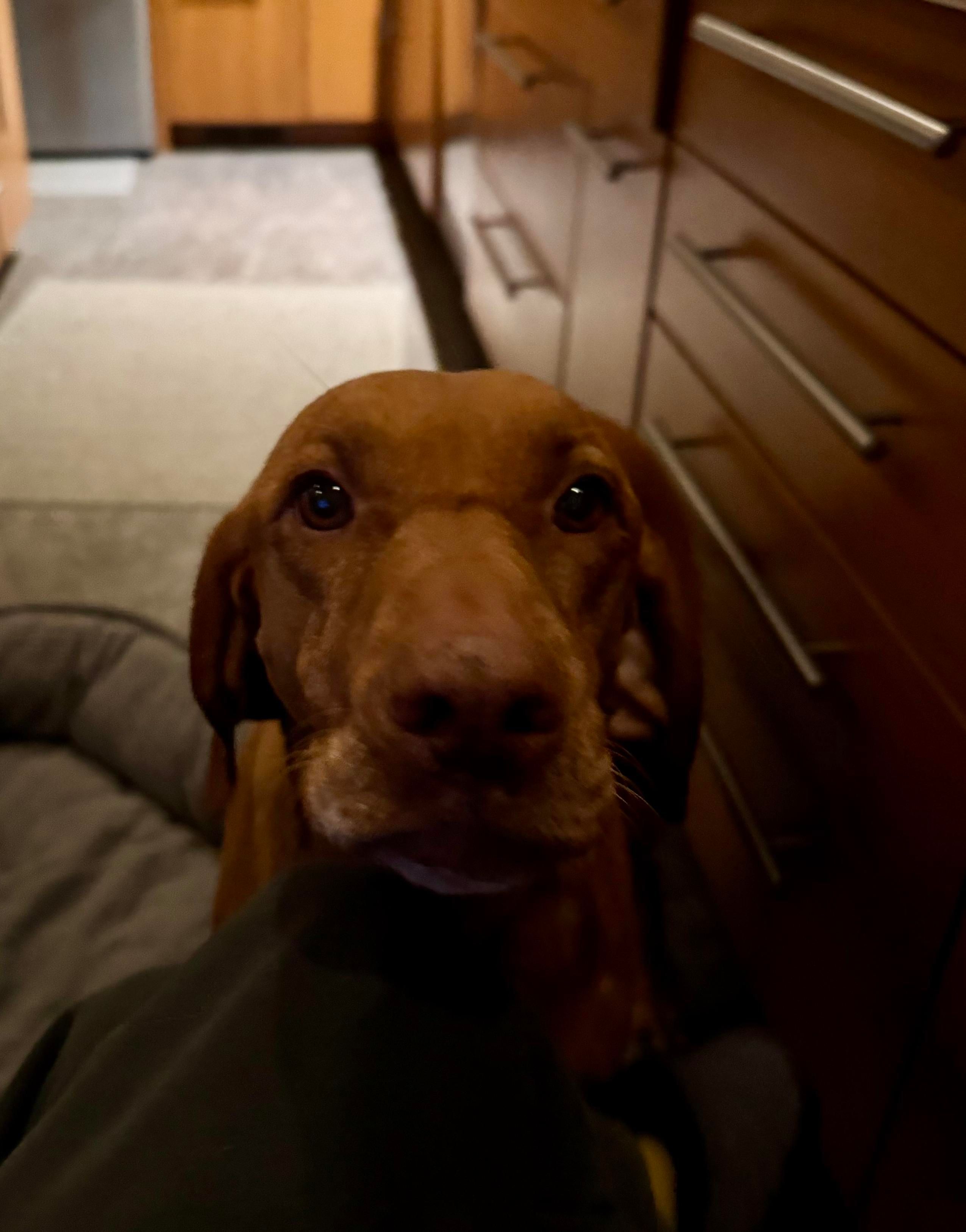 Dark morning kitchen, russet haired vizsla dog, Greta looks straight into the camera.