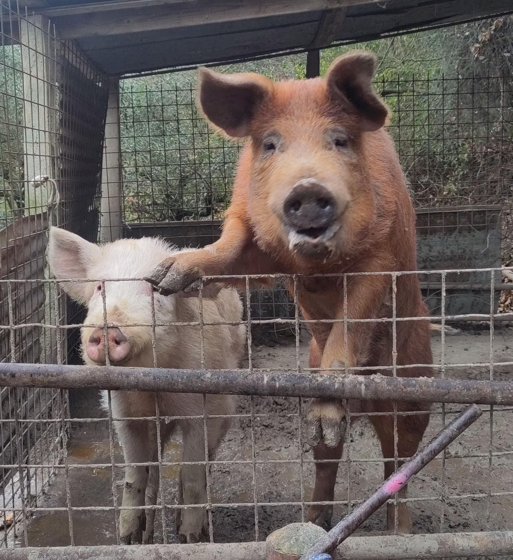 due maiali, uno ride appoggiando la zampa sulla recinzione