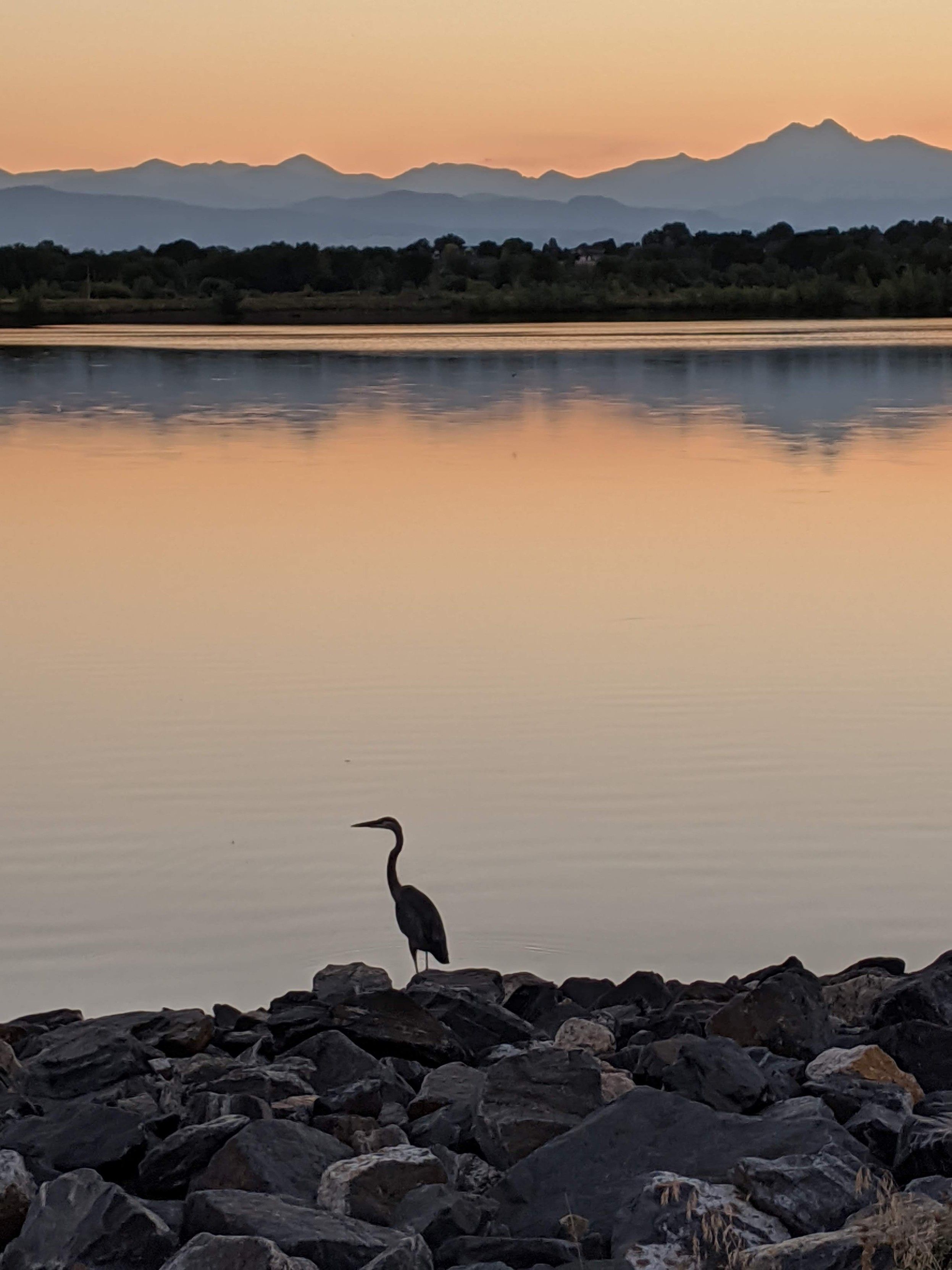 A silhouette of a heron in front of a lake in front of a row of trees in front of a distant mountain range. All is aglow with the muted colors of sunset.
