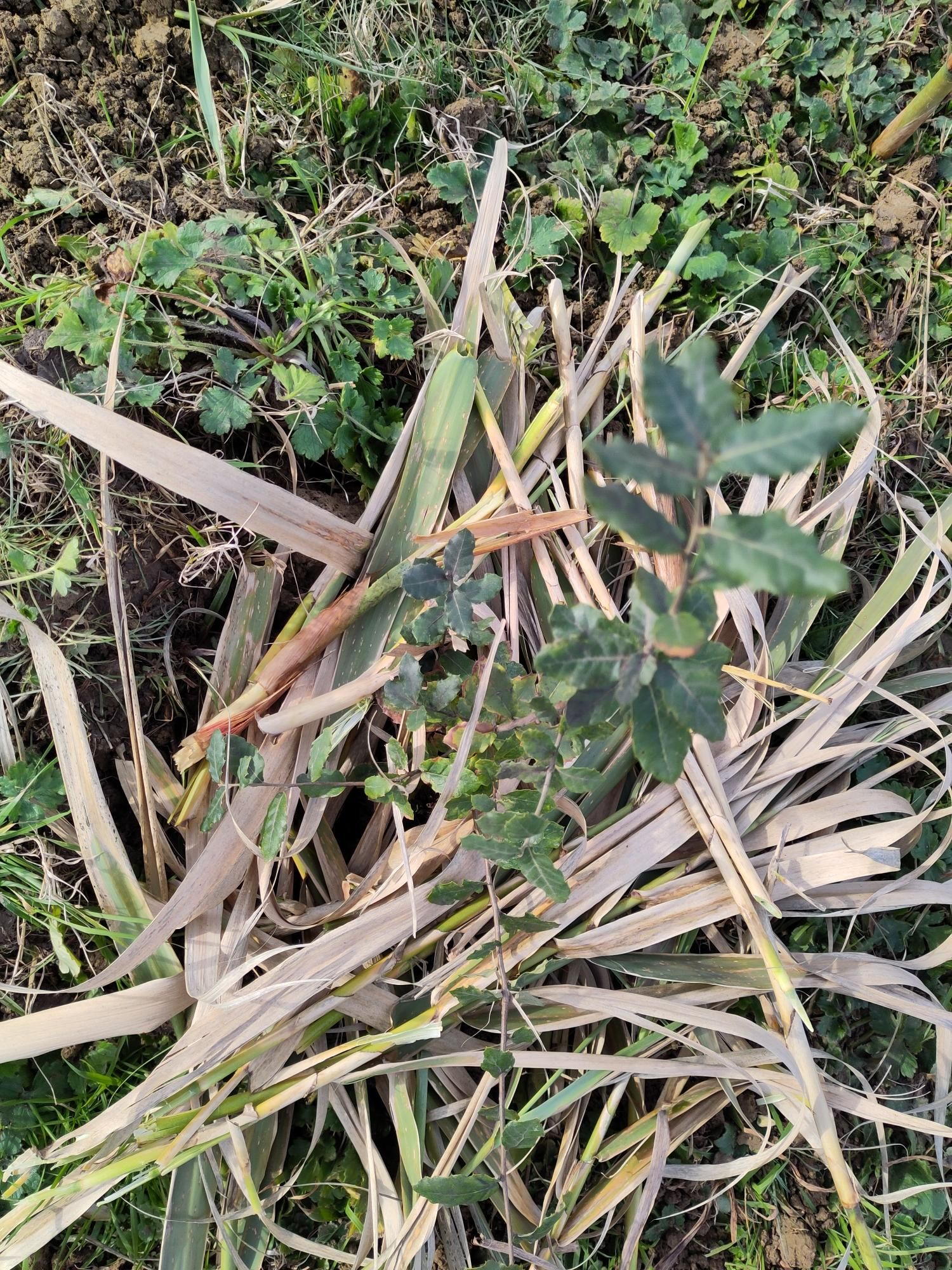 una giovane quercia sughera con fogliame di canniccio alla base, a mo' di pacciamatura