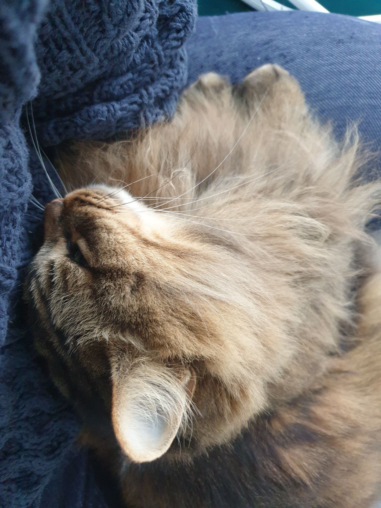 Fluffy cat curled up in a person's lap, head nestled against their torso and eyes closed.