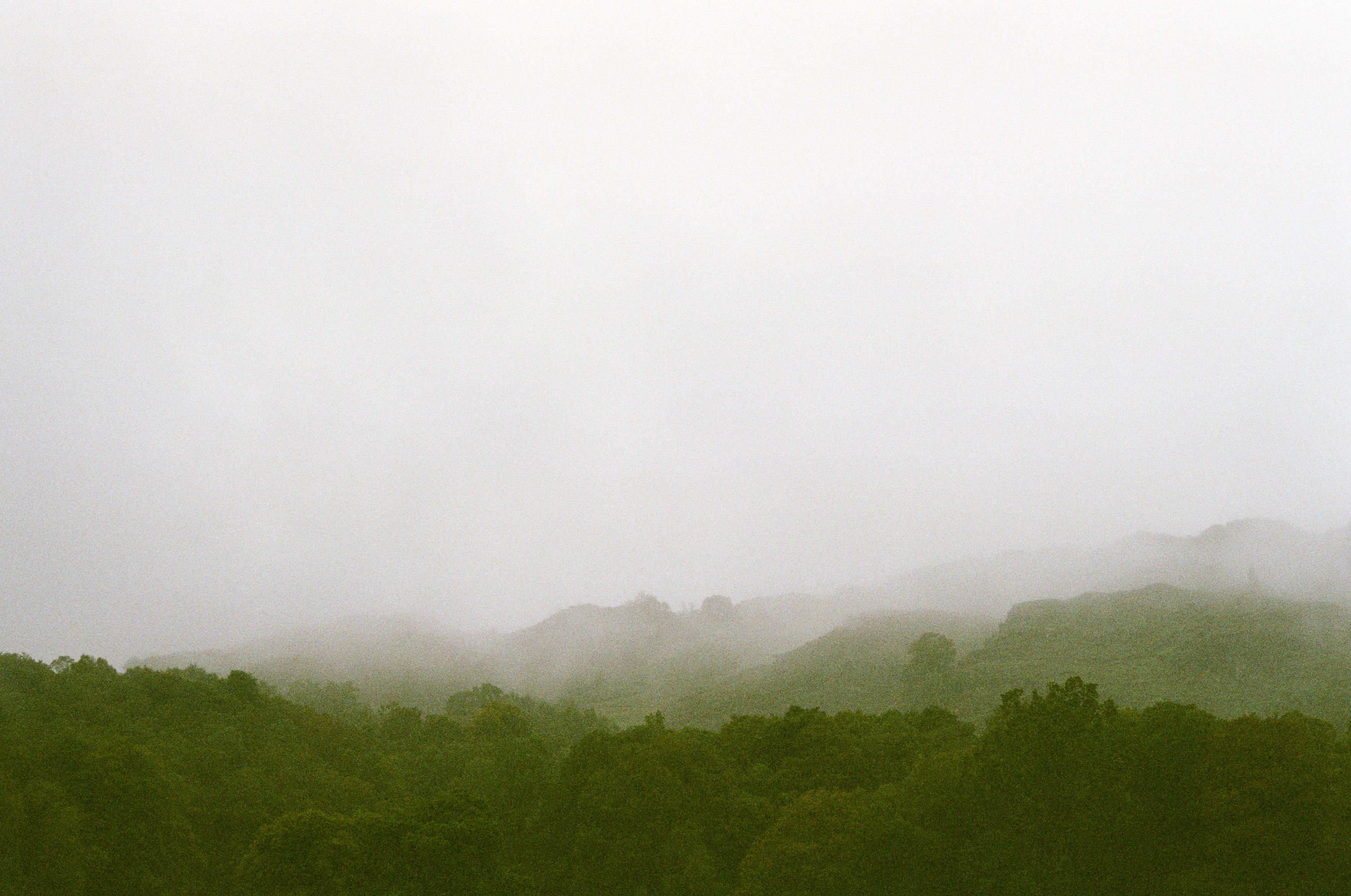 Trees in layers ever more obscured by white, milky fog.