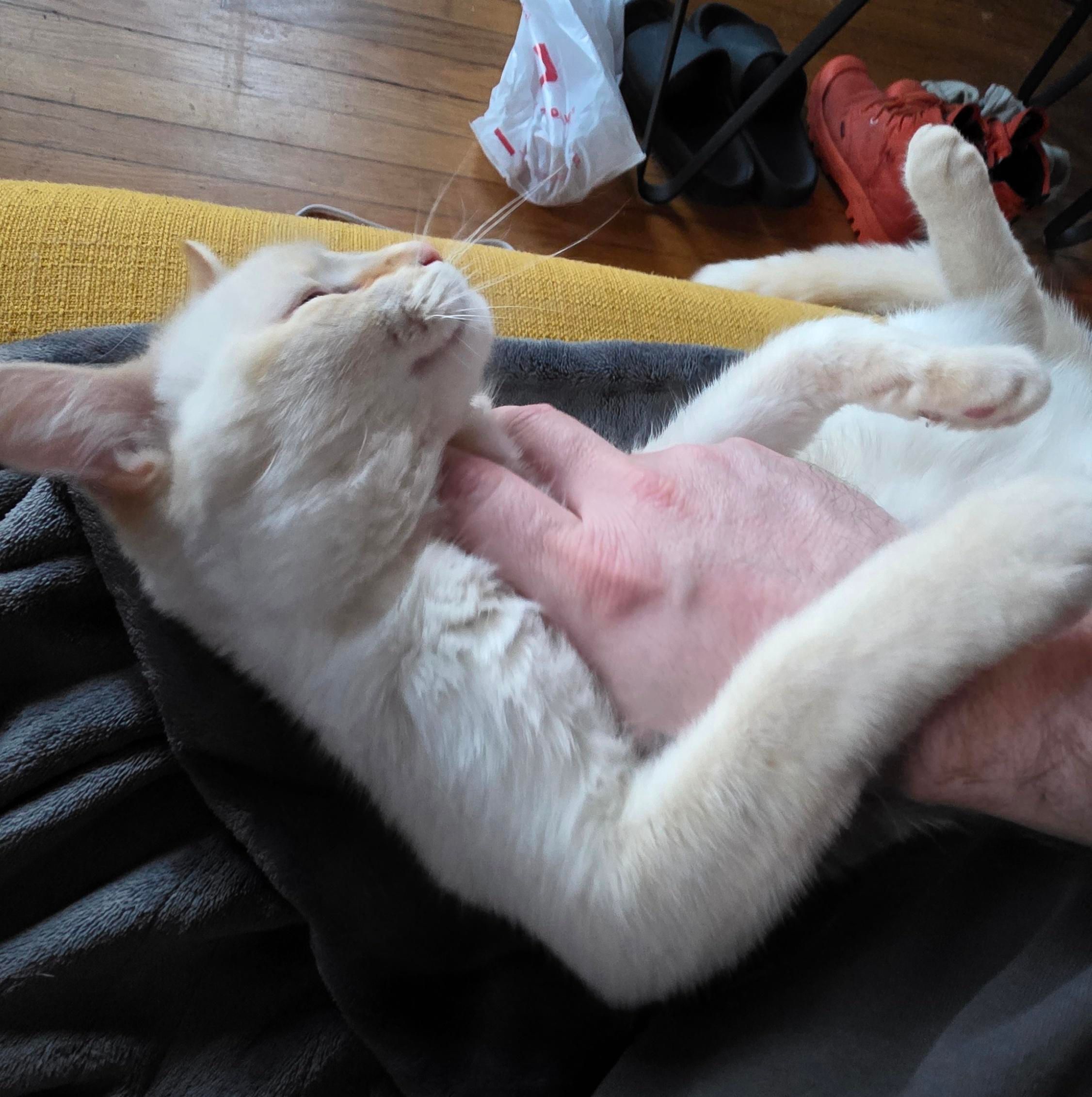 My white cat on her back on a blanket while I rub her belly