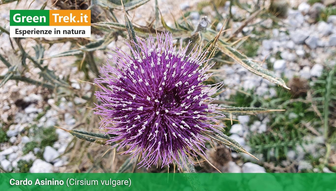 Fiore del Cardo Asinino di colore viola inteso con screziature bianche