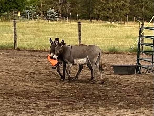 Two donkeys side by side hiding a cone in their mouths walking around the paddock. This can go on for quite a long time. 