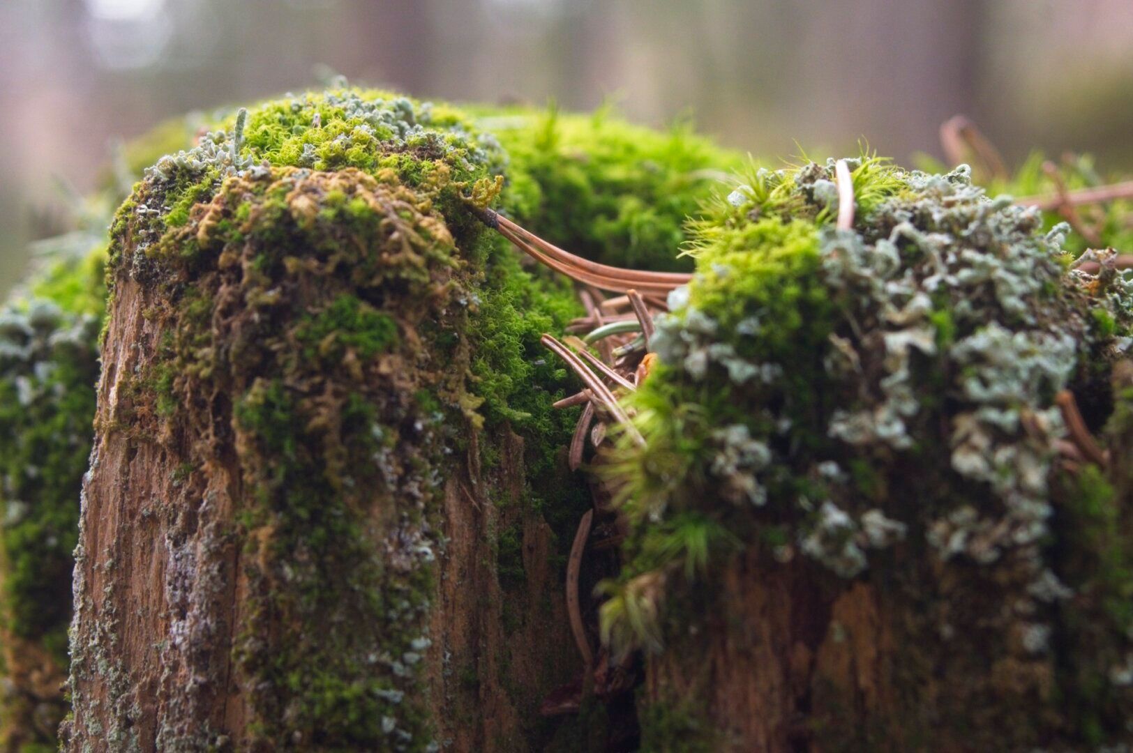 A tree stump covered in moss