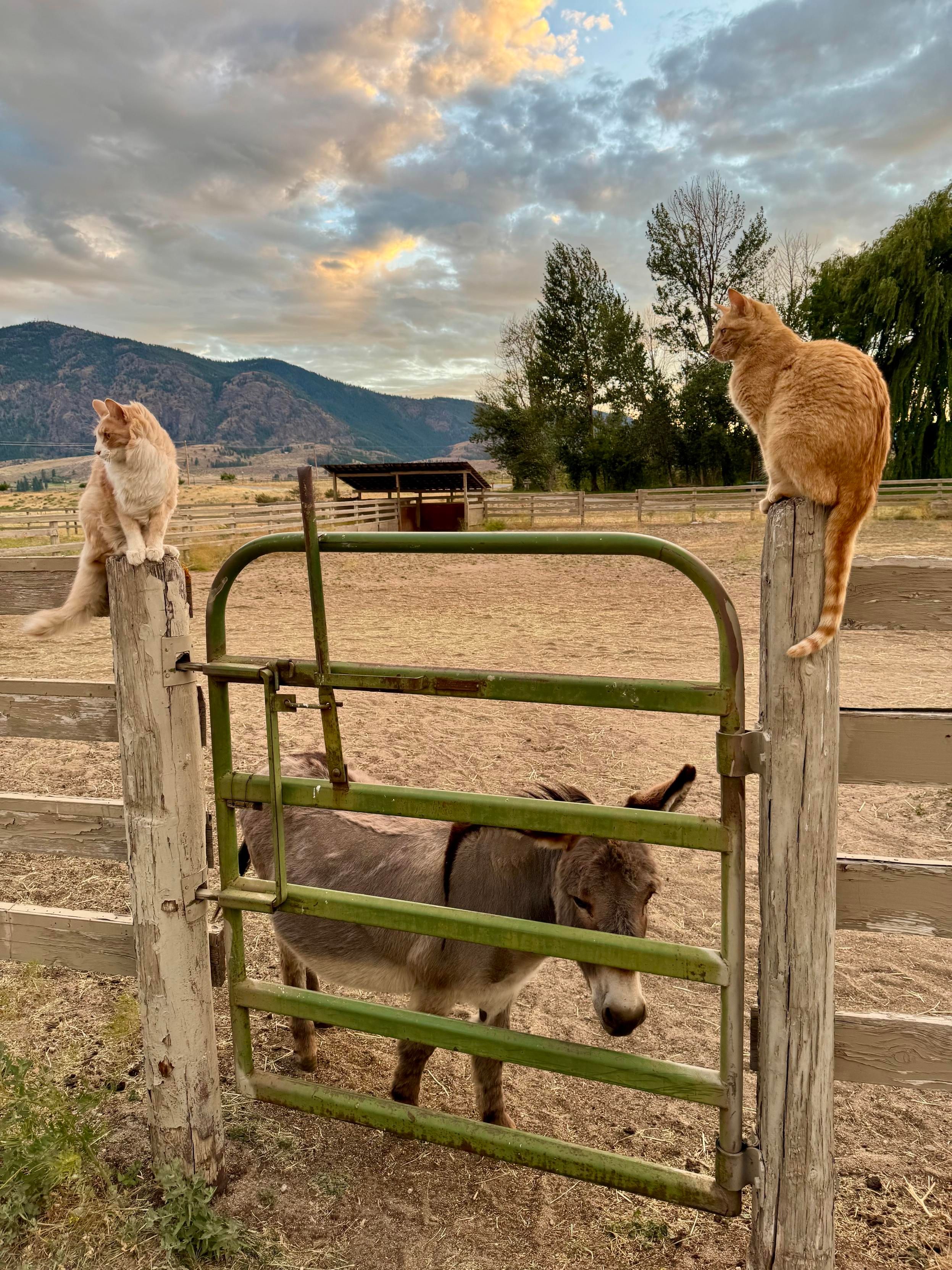 Two orange cats standing on fence posts, with a donkey peeking out through the fence gate