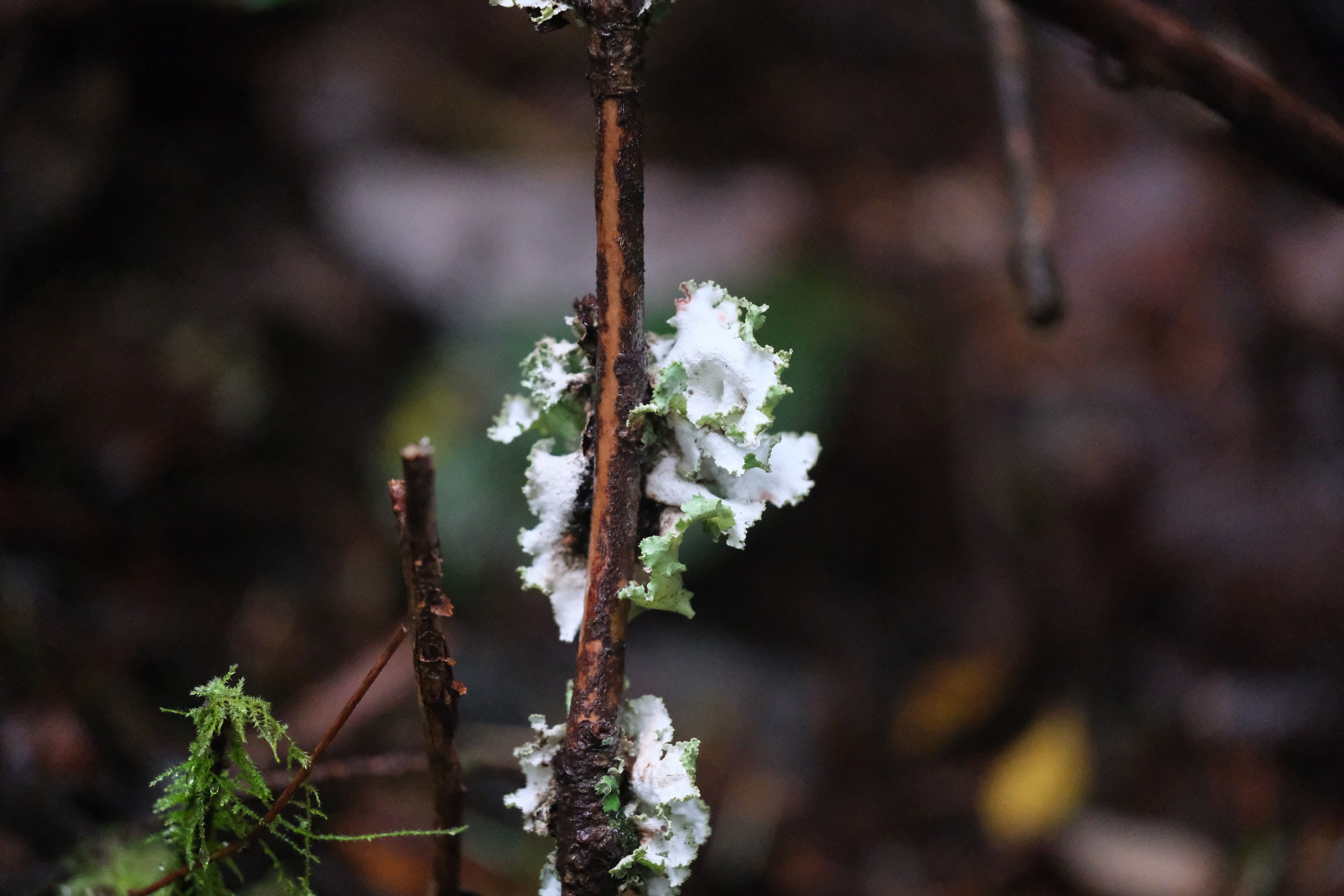 growing off a stick is a plateish-shaped lichen, whitish green on top and darker green underneath, with frilled edges