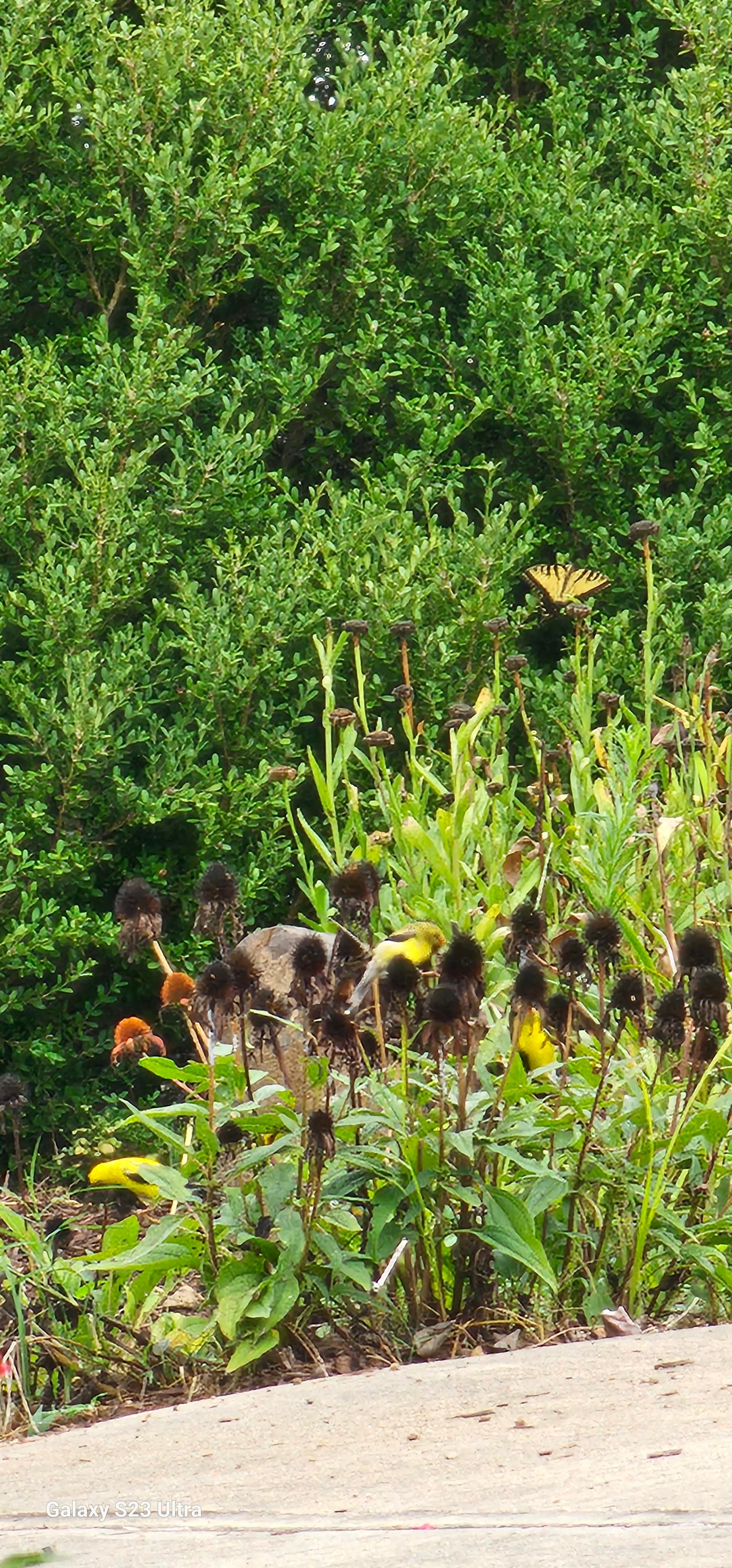 This is a short motion photo gif. On the border of a section of a concrete driveway is a short row of coneflowers with a patch of Shasta Daisies behind. A Tiger Swallowtail is on the daisies with wings facing the camera right at this moment. Background is dense green shrubs. 