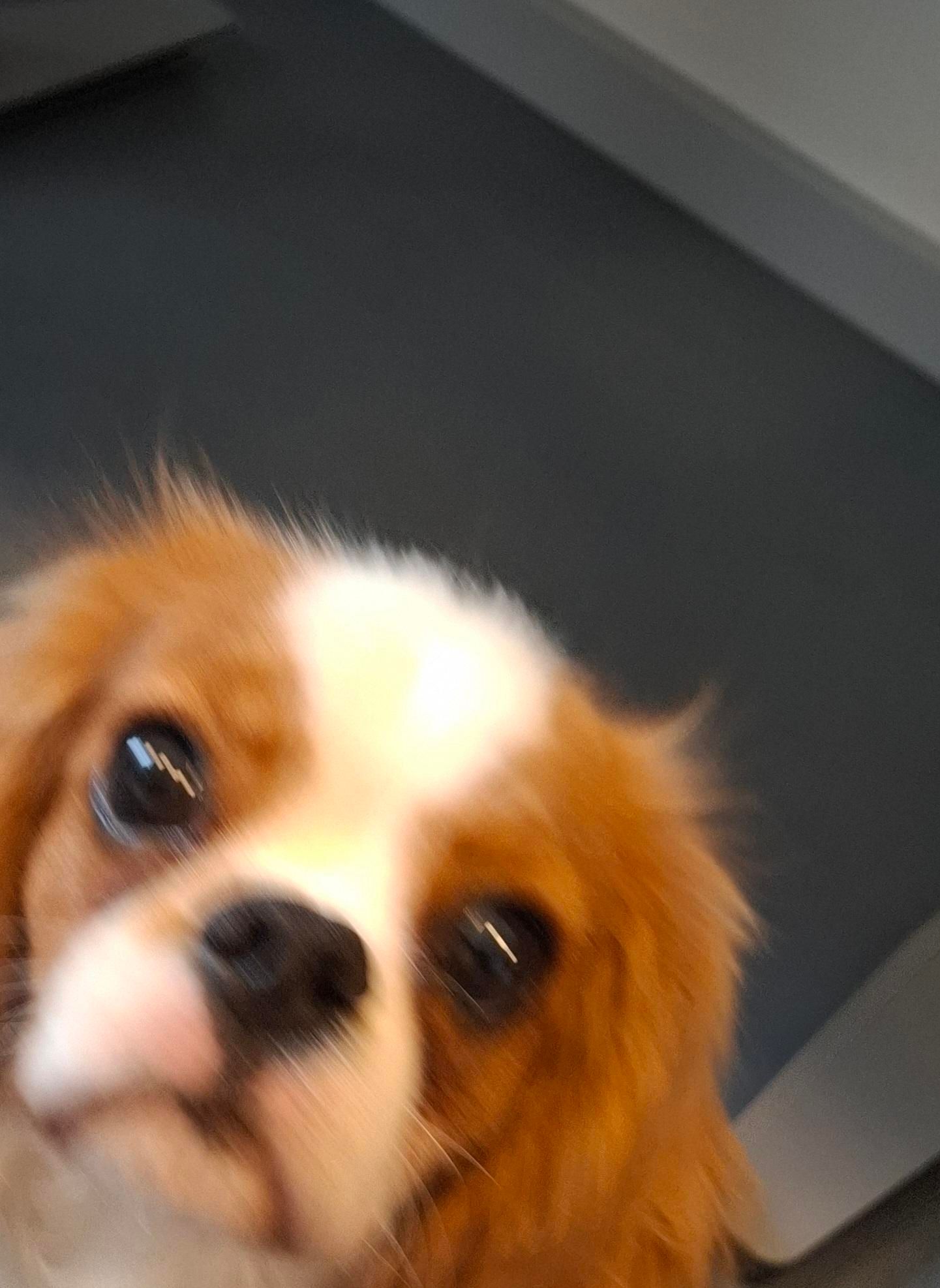 Same Alt Text all photos. A fuzzy blurry pic of a bit of a gorgeous little white-and-brown King Charles Cavalier spaniel with a boring grey office floor and desk background. Photo taken with permission, model's labour paid for in doggie biccies.

 