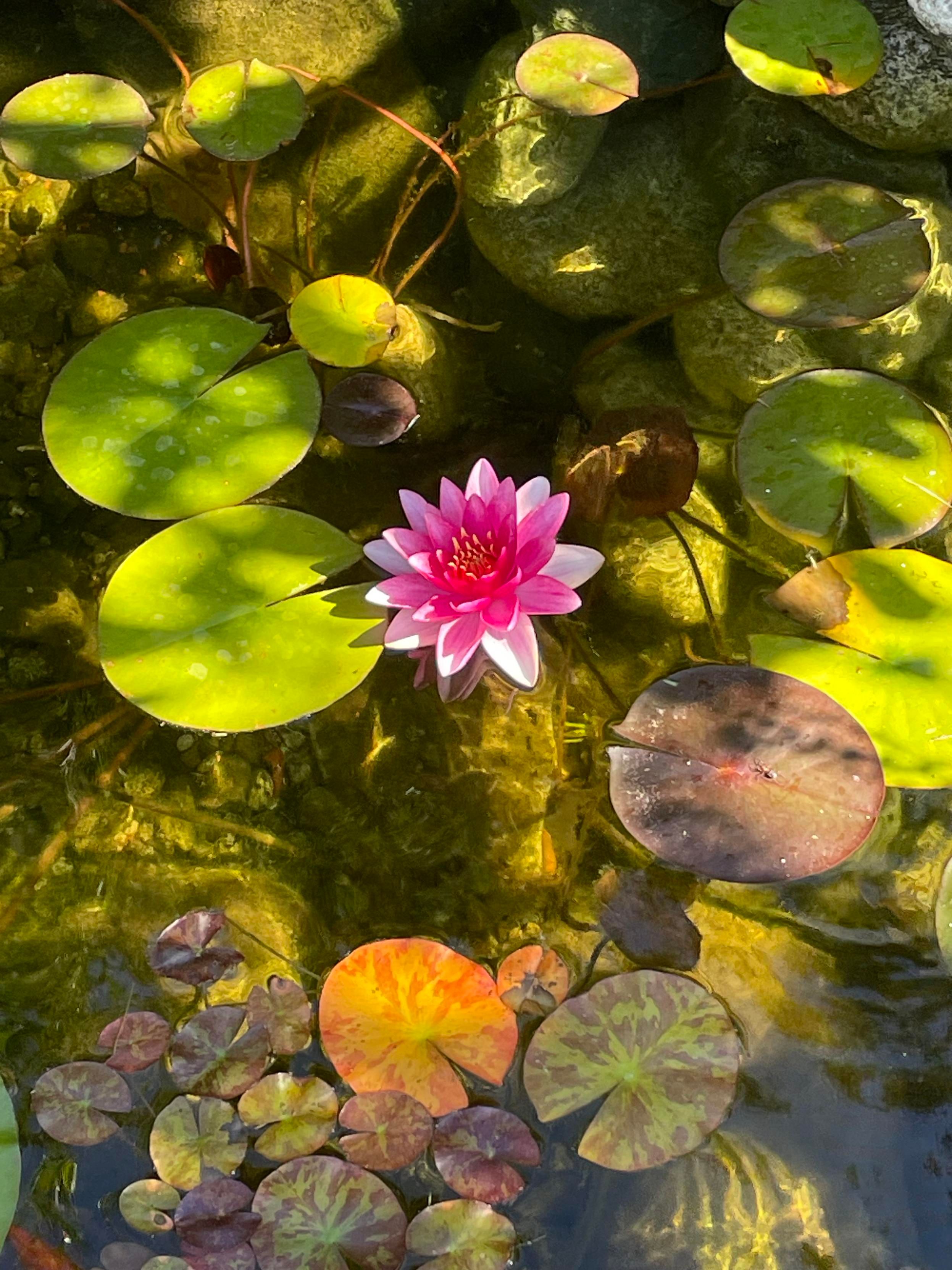 A brilliant pink lily blooms amongst green lily pads in a small pond