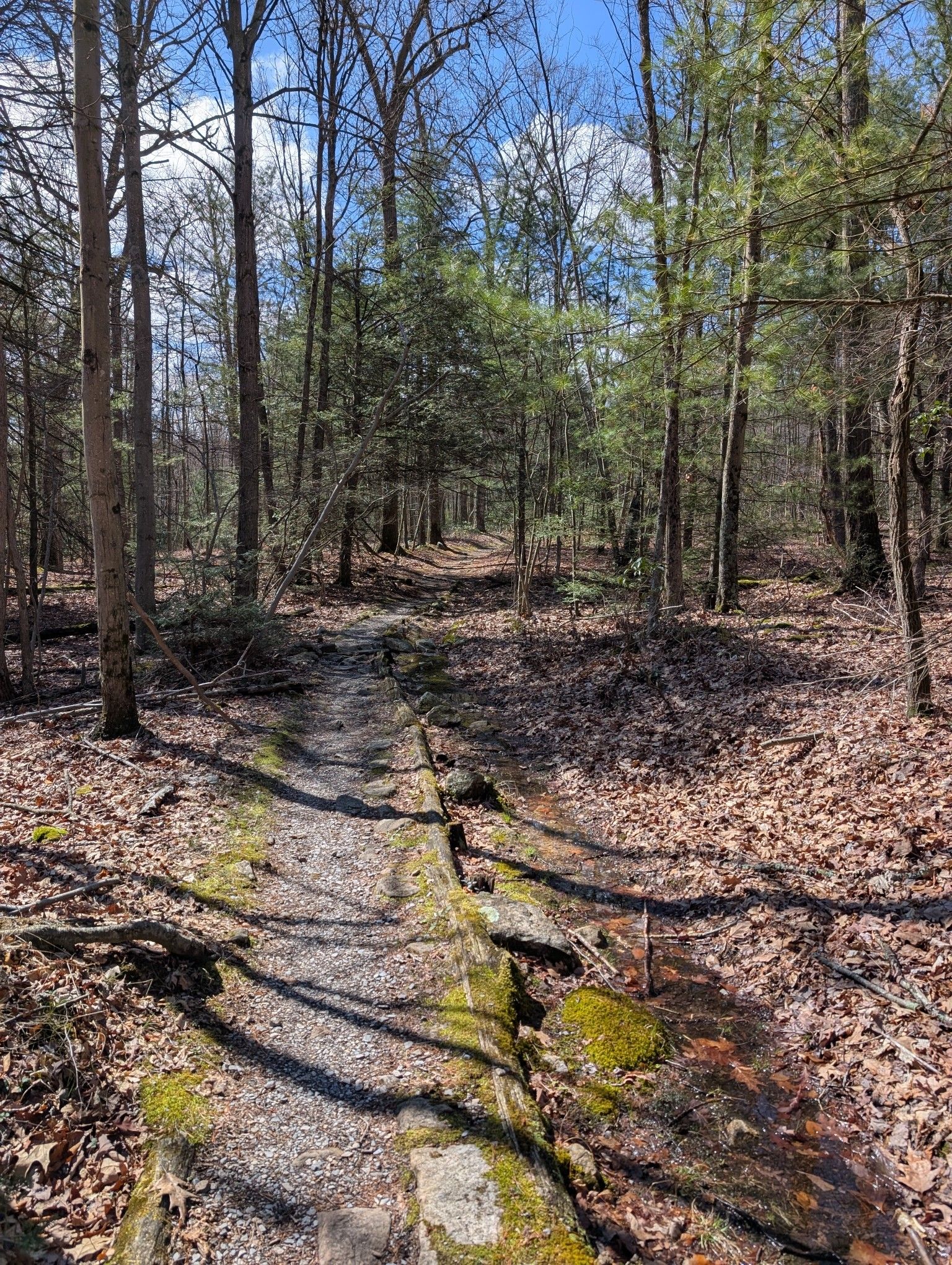 A narrow, raised trail made of gravel nestled between parallel logs abuts a small, low wetland. The raised trail keeps hikers out of the sensitive, muddy habitat while allowing water to seep through and under the trail - ensuring the wetland isn't cut off from its source or destination.