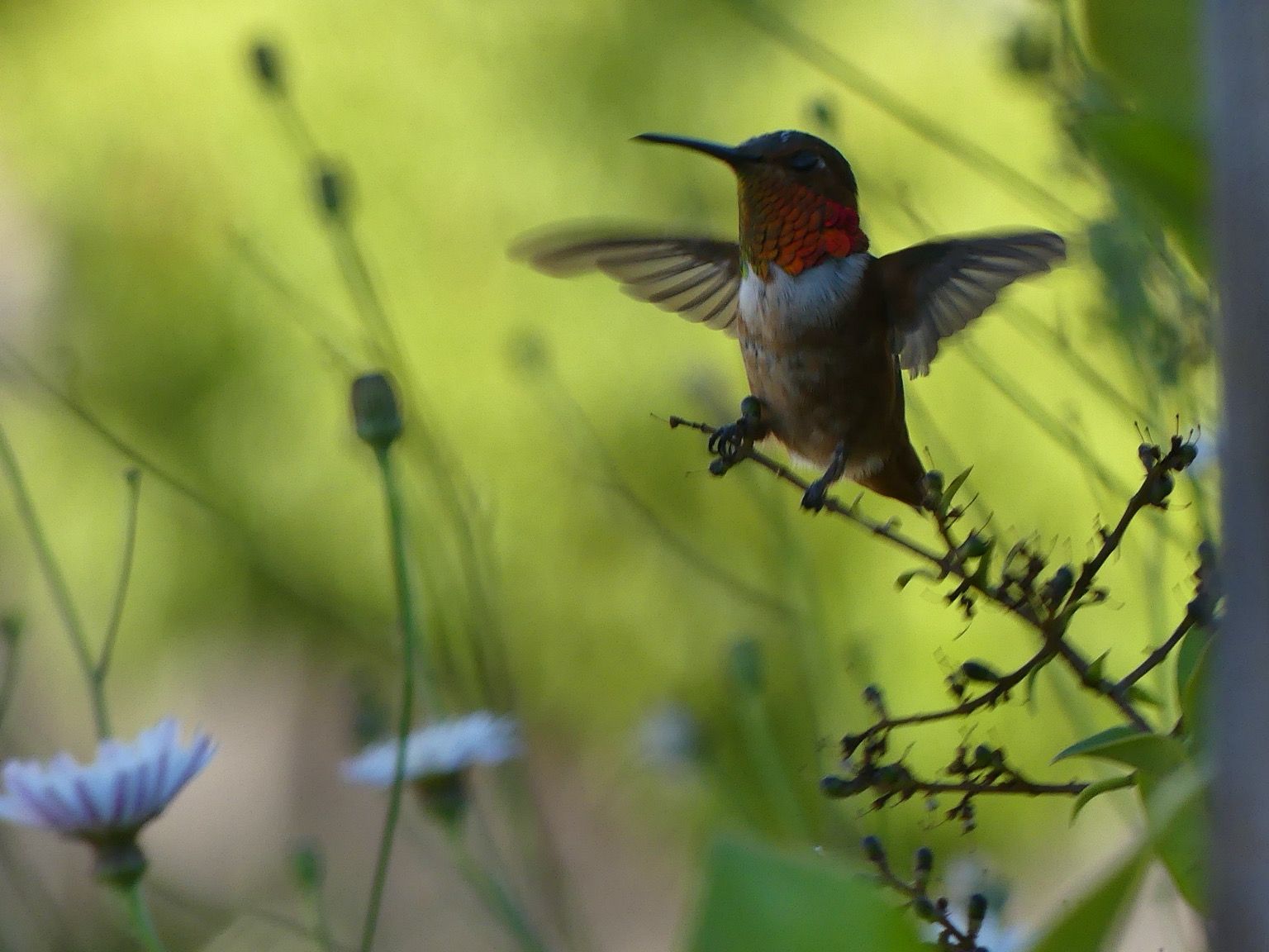 An Allen’s hummingbird flutters on his little privet sprig flashing his gorget for any would-be invaders. He’s framed by bright green shrubs in the background with some weedy daisy like flowers punctuating the photo
