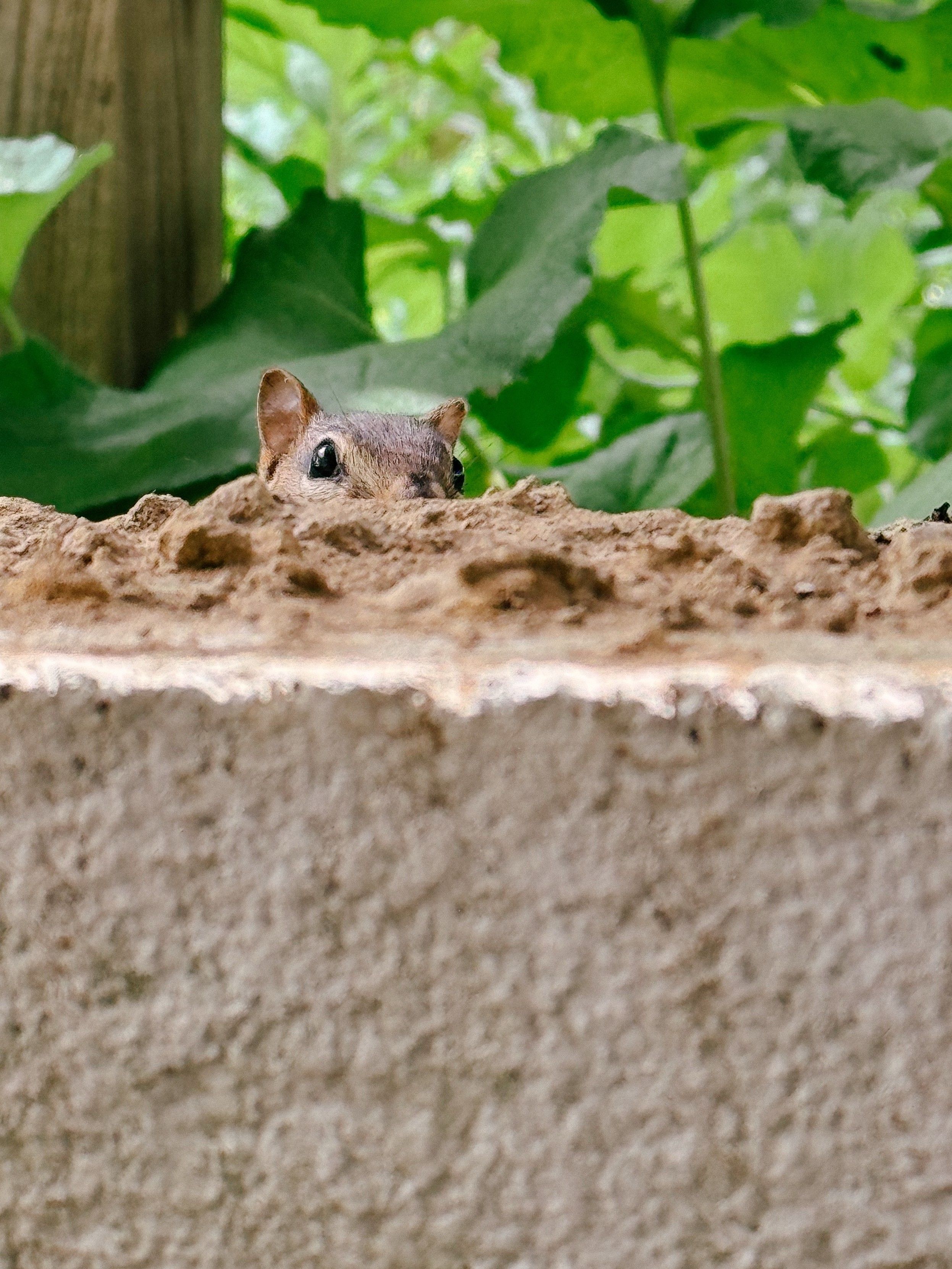 A chipmunk peeking out from behind a dirt covered wall. Just the top of their head and eyes are visible. 