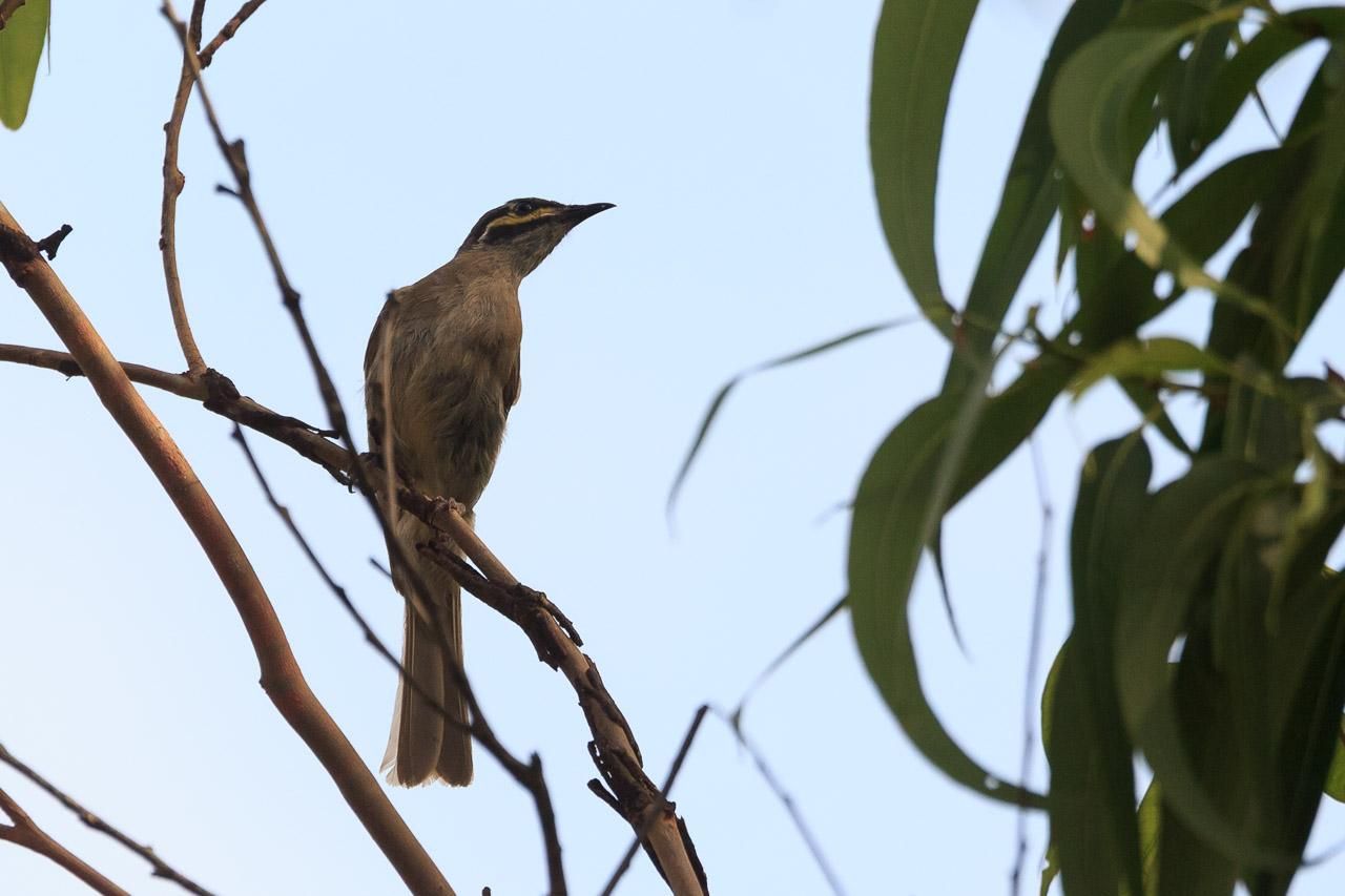 A small honeyeater in shades of brown, with a black head and yellow face.