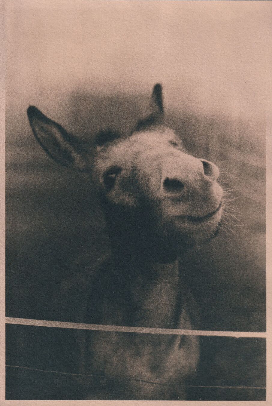 Cyanotype of a world-class donkey