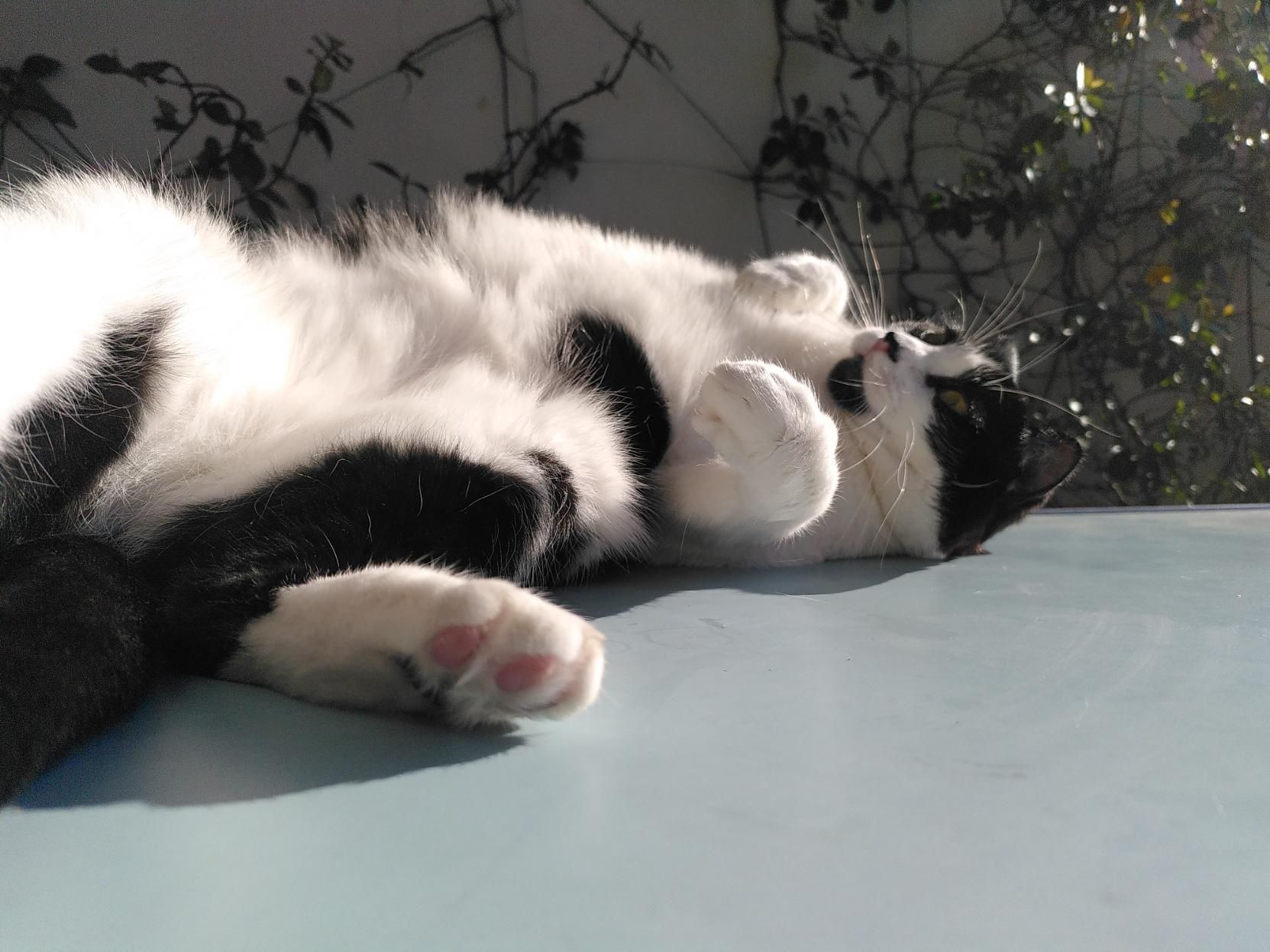 Stesso contesto. Terrazzo al sole, tavolo azzurro. Lola a pancia all'aria, mostra il pelo bianco della pancia