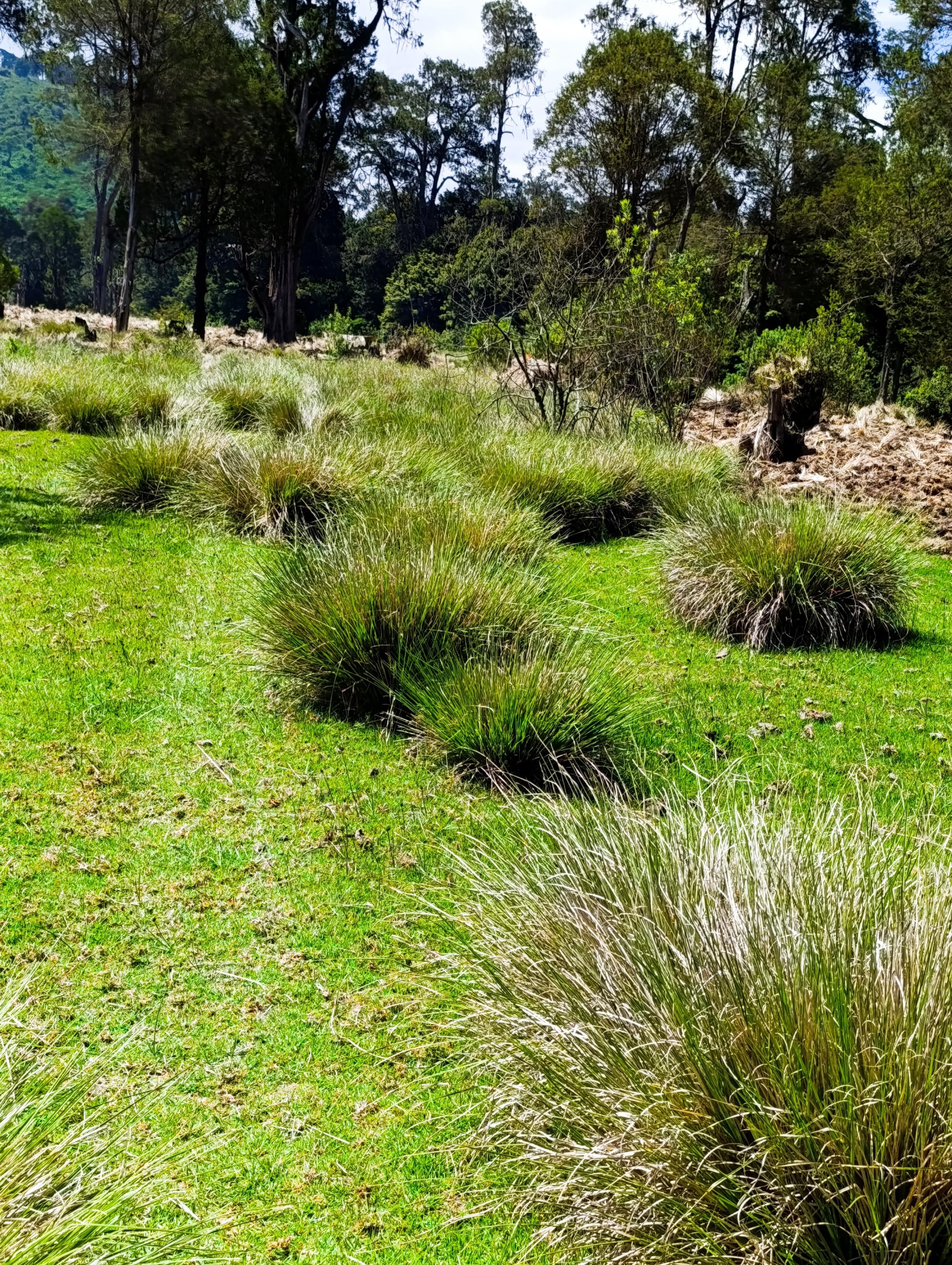 Farms designated area in the forest being prepared. 