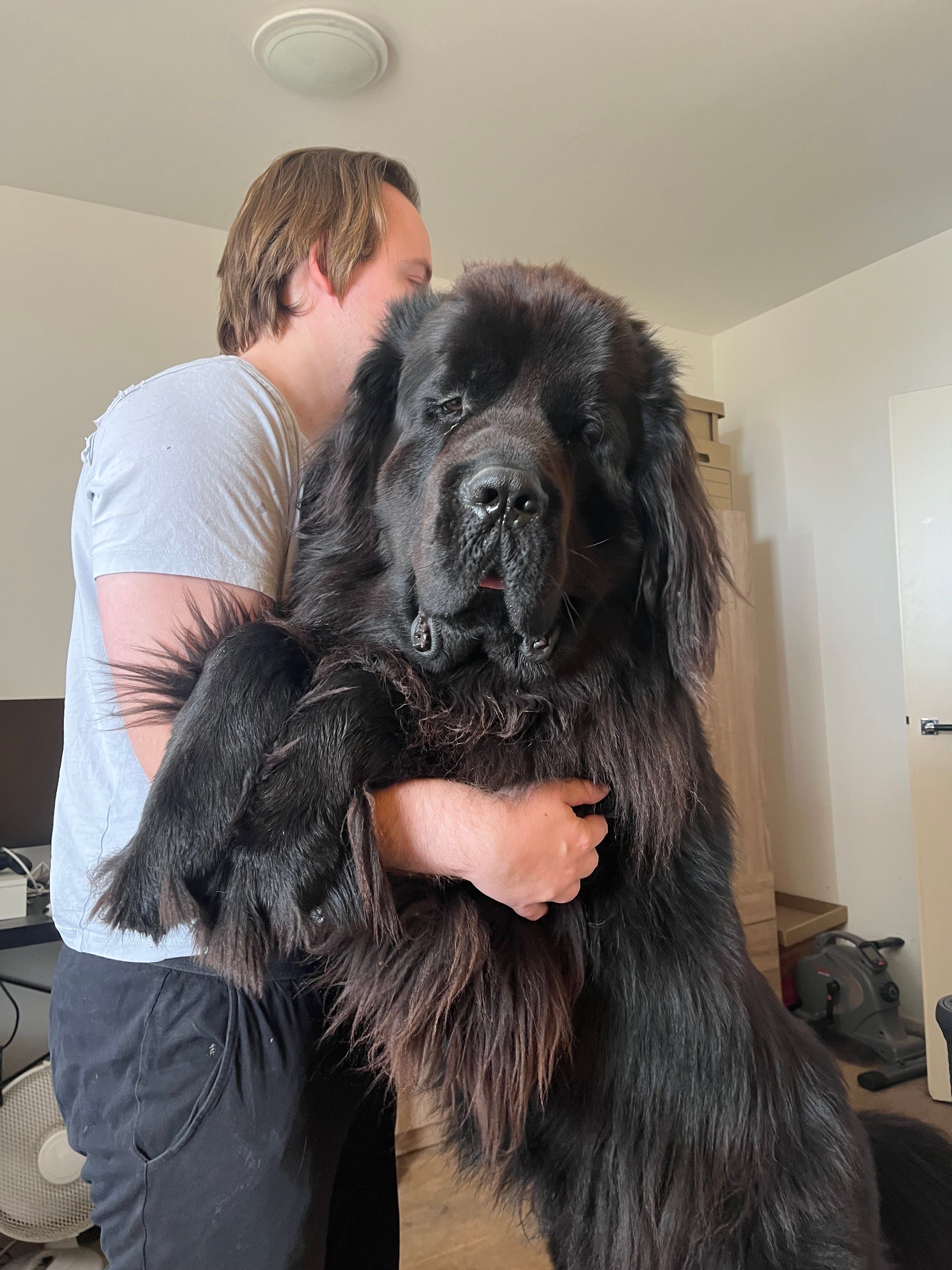 Odin the Newfie standing up and balancing both front paws over my husband’s arm, looking right at the camera for your approval 