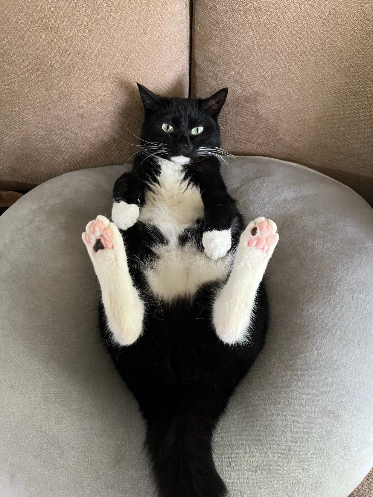 A black and white cat is lounging on its back with its paws in the air, displaying pink paw pads. The cat is on a round, light-colored cushion, with a textured sofa in the background.