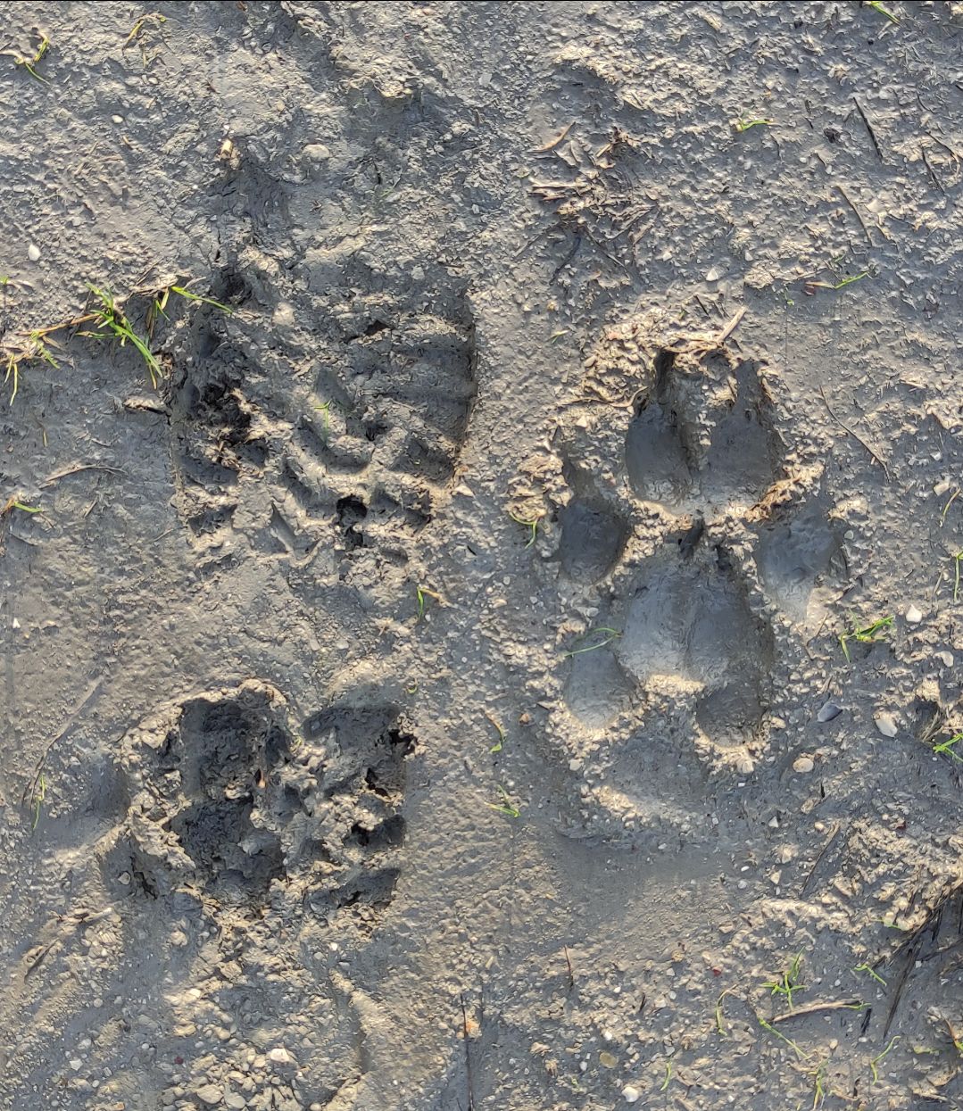 due orme sul mattaione a confronto: la mia e quella di un lupo 