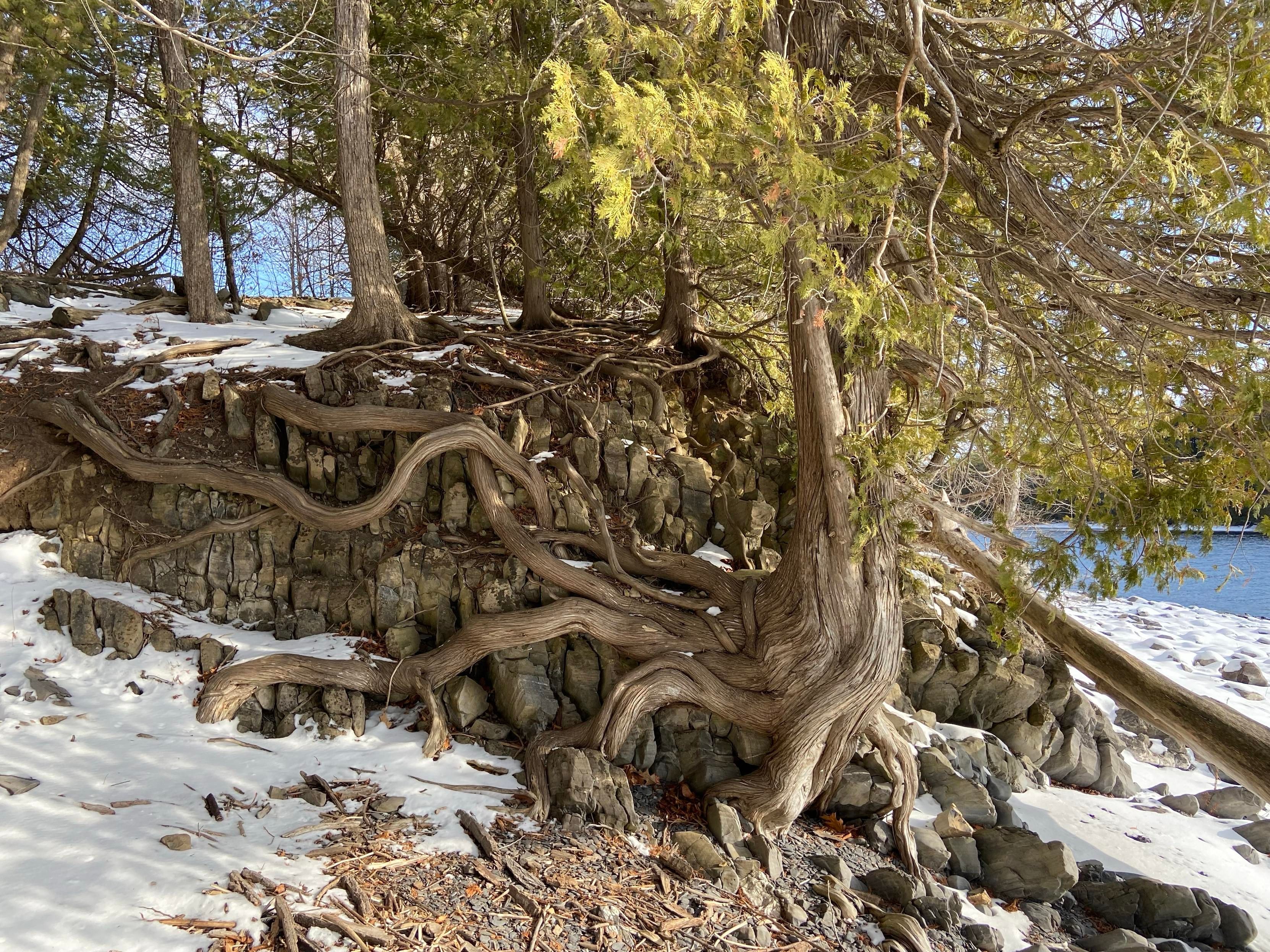 A very impressive tree with a trunk that goes up like a normal tree, but its roots twist up and over the rocks and hillside next to it. It reminds me of illustrations of a sea monster wrapping many tentacles around a ship. 