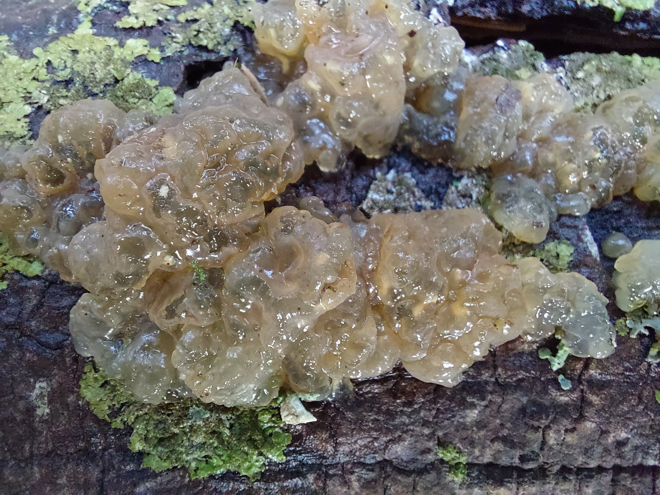 a squishy-looking translucent white slime fungus resembling brain matter on a be-lichened log, unsure of type but someone credibly suggested "crystal brain fungus" which seems appropriate? reflecting sunlight from the lower side