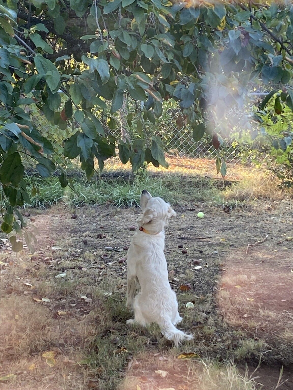 Poppy is looking up and has locked on to the squirrel that ran into the apple tree.
