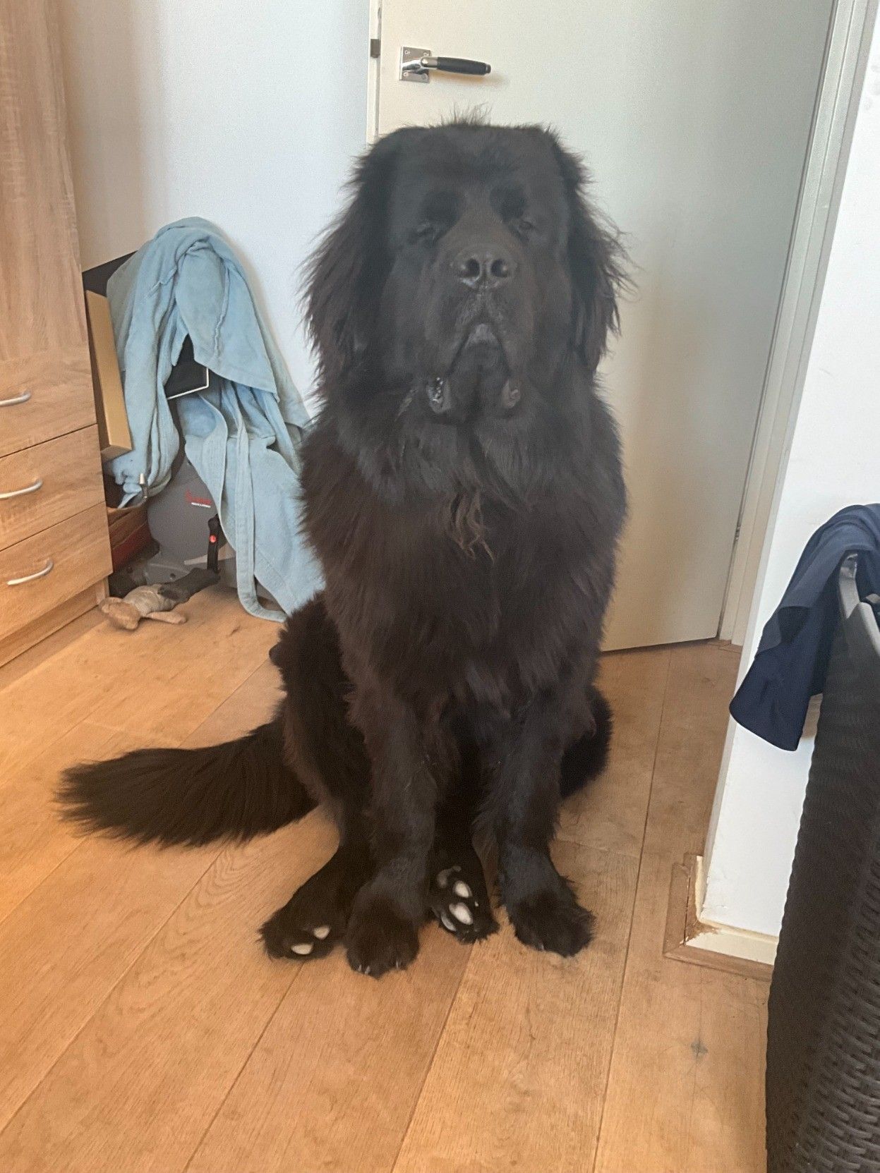 photo of Odin the black-haired nine-month-old newfie looking very ancient wizard coded 