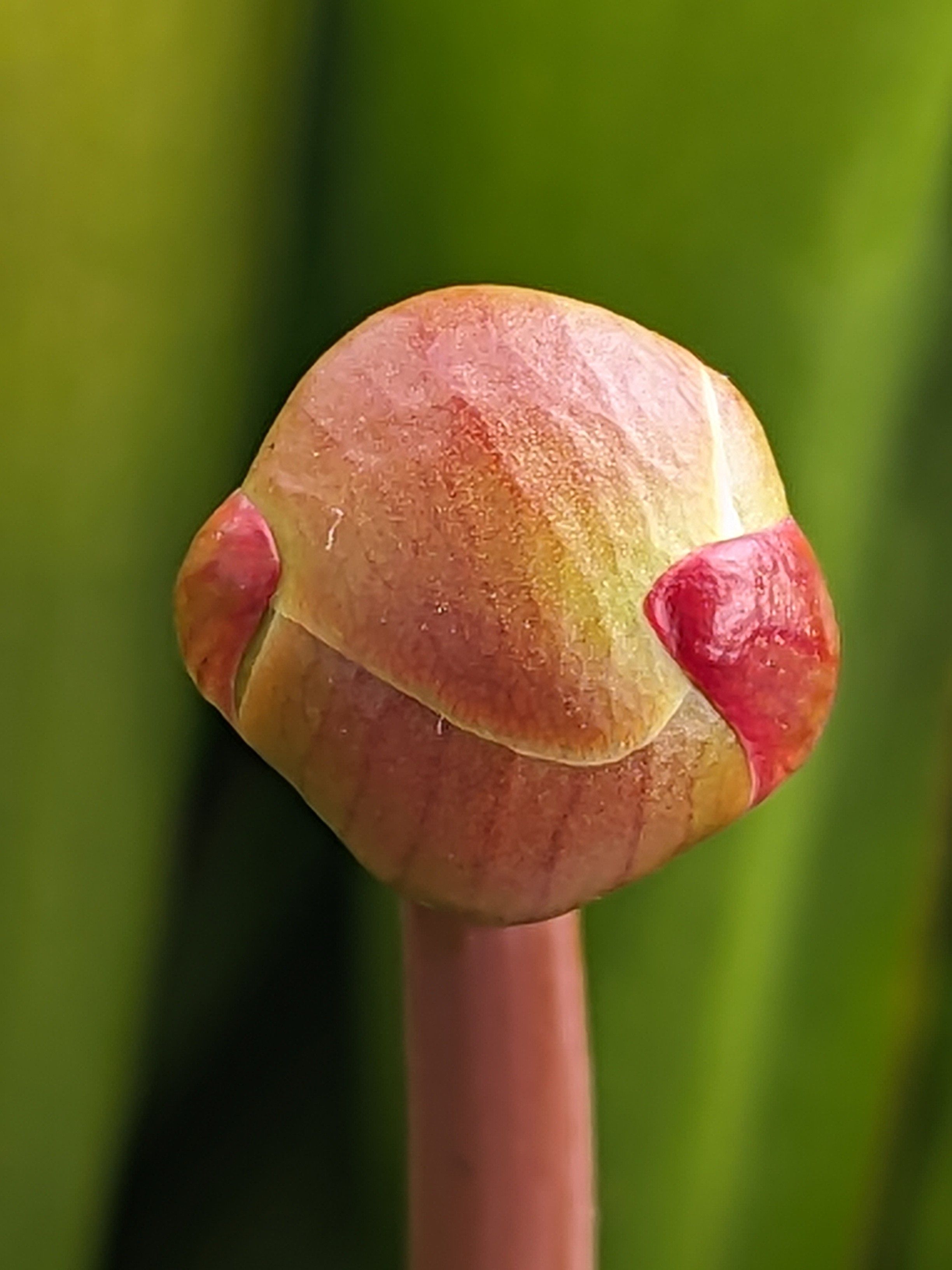 Closeup of Sarracenia pitcher plant flower bud.