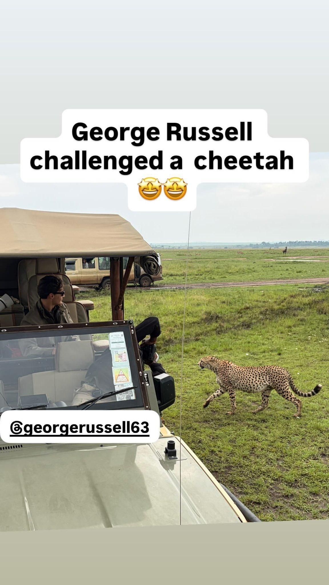 Cheetah approaching George Russell safari vehicle in maasai mara 