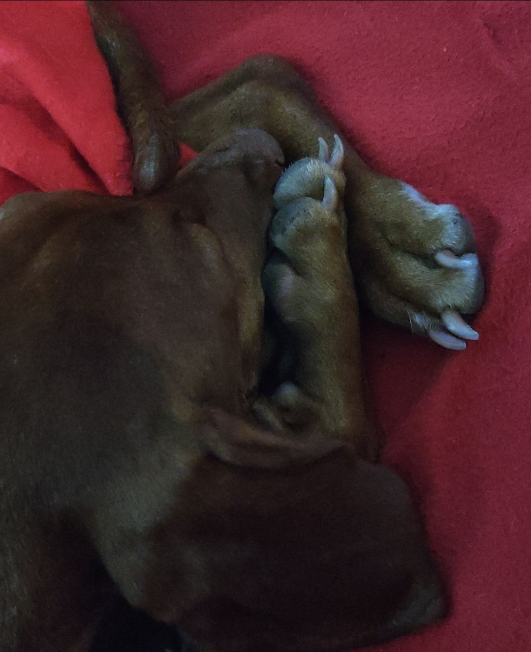 Mia acciambellata su un cuscino rosso, si vedono la testona e due zampe